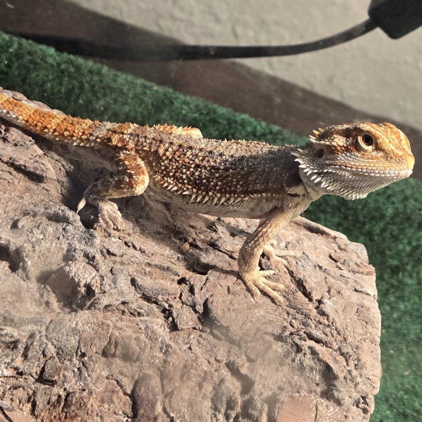Enlarge Tony, a Adoptable Bearded Dragon in Dearborn, MO image 3/5