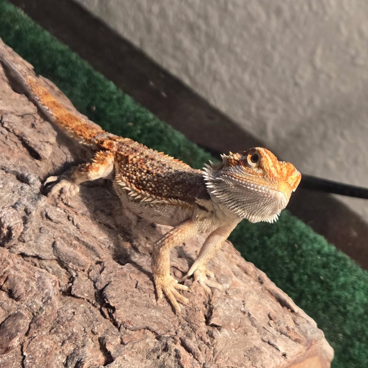 Enlarge Tony, a Adoptable Bearded Dragon in Dearborn, MO image 2/5