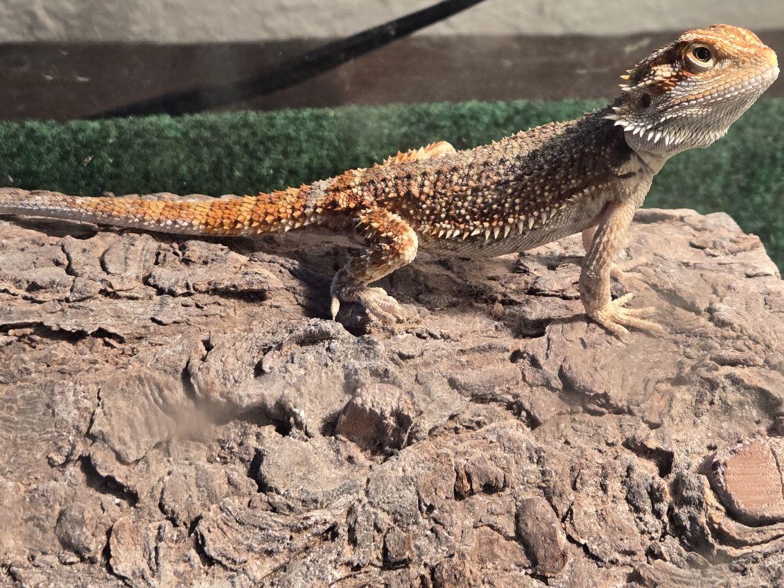 Enlarge Tony, a Adoptable Bearded Dragon in Dearborn, MO image 4/5