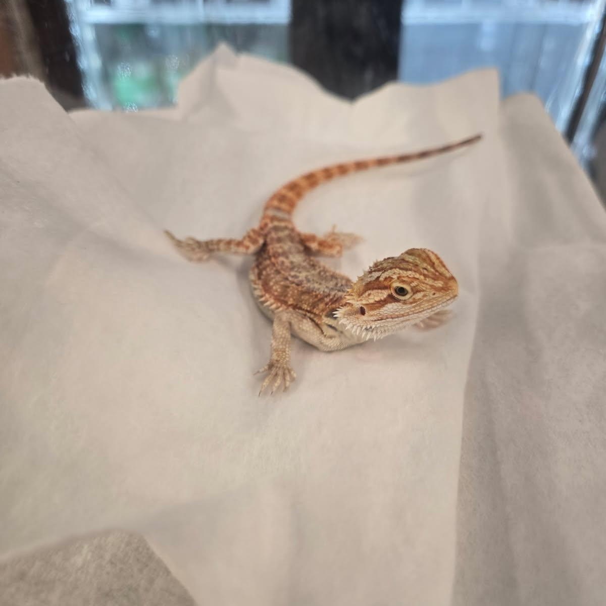 Enlarge Tony, a Adoptable Bearded Dragon in Dearborn, MO image 1/5