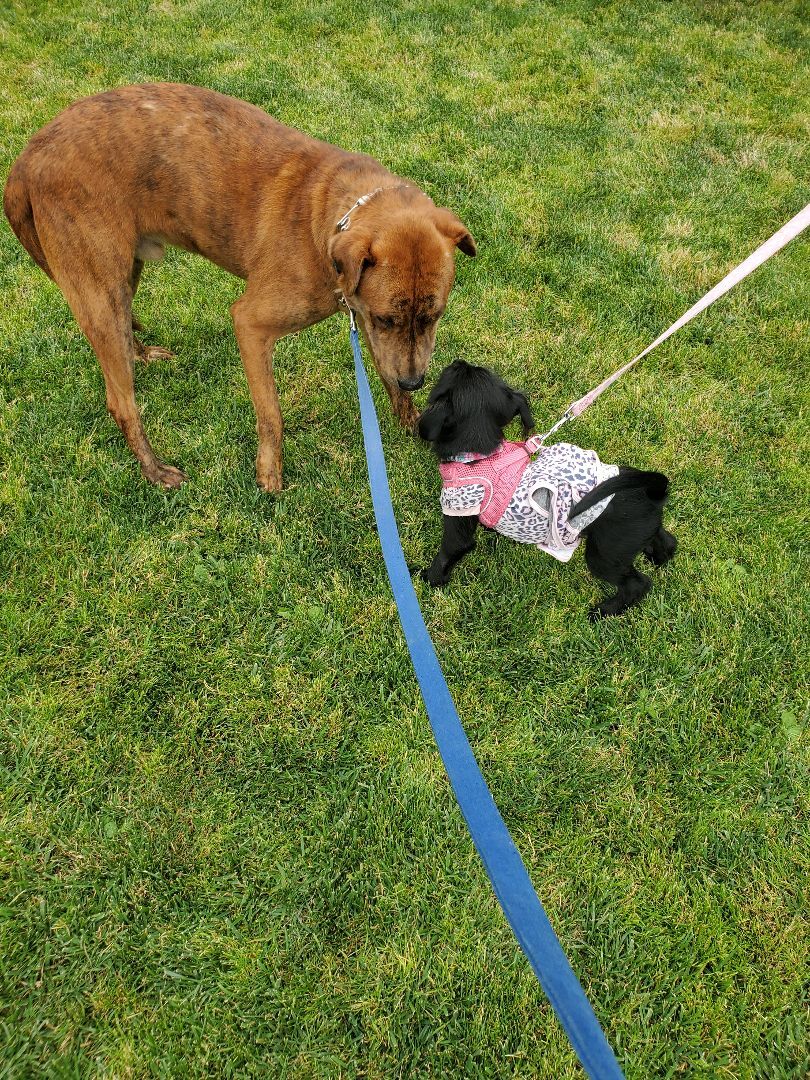 Charlie Brown, you're a good friend, a Adoptable mixed breed in Manhattan Beach, CA image 1/6