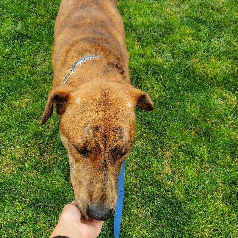 Charlie Brown, you're a good friend, a Adoptable mixed breed in Manhattan Beach, CA image 2/6
