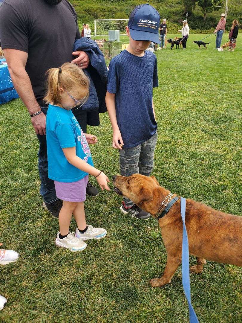 Charlie Brown, you're a good friend, a Adoptable mixed breed in Manhattan Beach, CA image 3/6