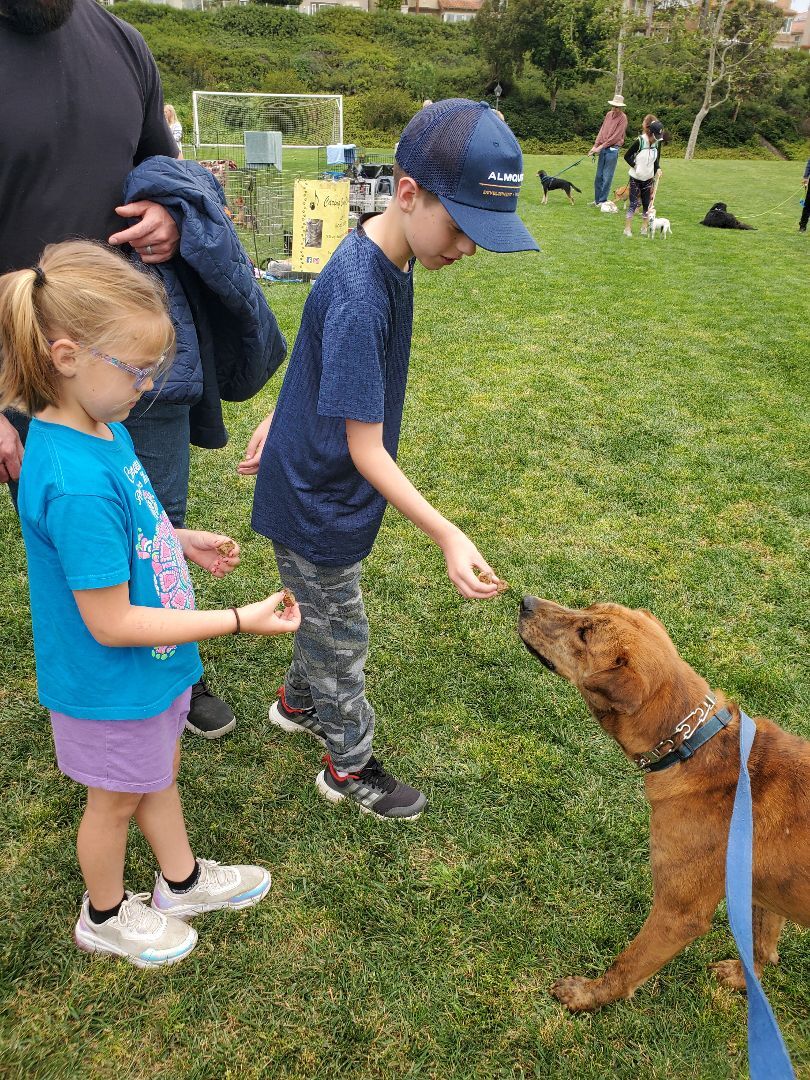 Charlie Brown, you're a good friend, a Adoptable mixed breed in Manhattan Beach, CA image 4/6
