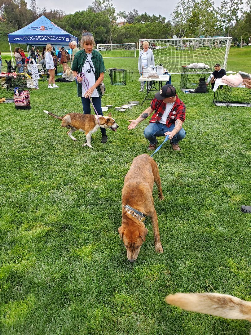 Charlie Brown, you're a good friend, a Adoptable mixed breed in Manhattan Beach, CA image 6/6