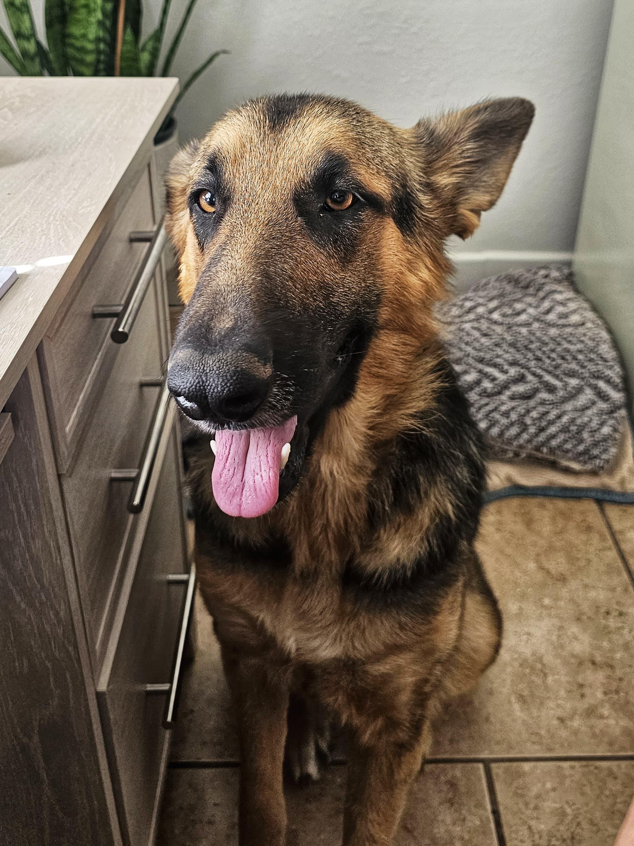 Enlarge Stella, a Adoptable German Shepherd Dog in Marble Falls, TX image 1/2