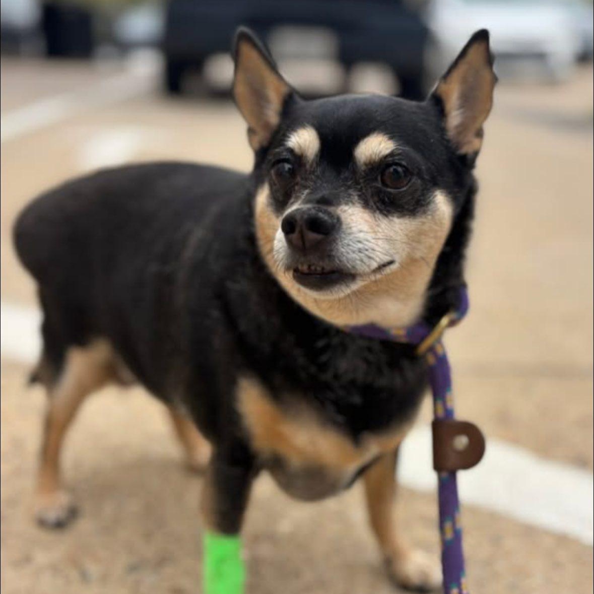 Pee Wee, a Adoptable Miniature Pinscher in Rockville, MD image 1/6