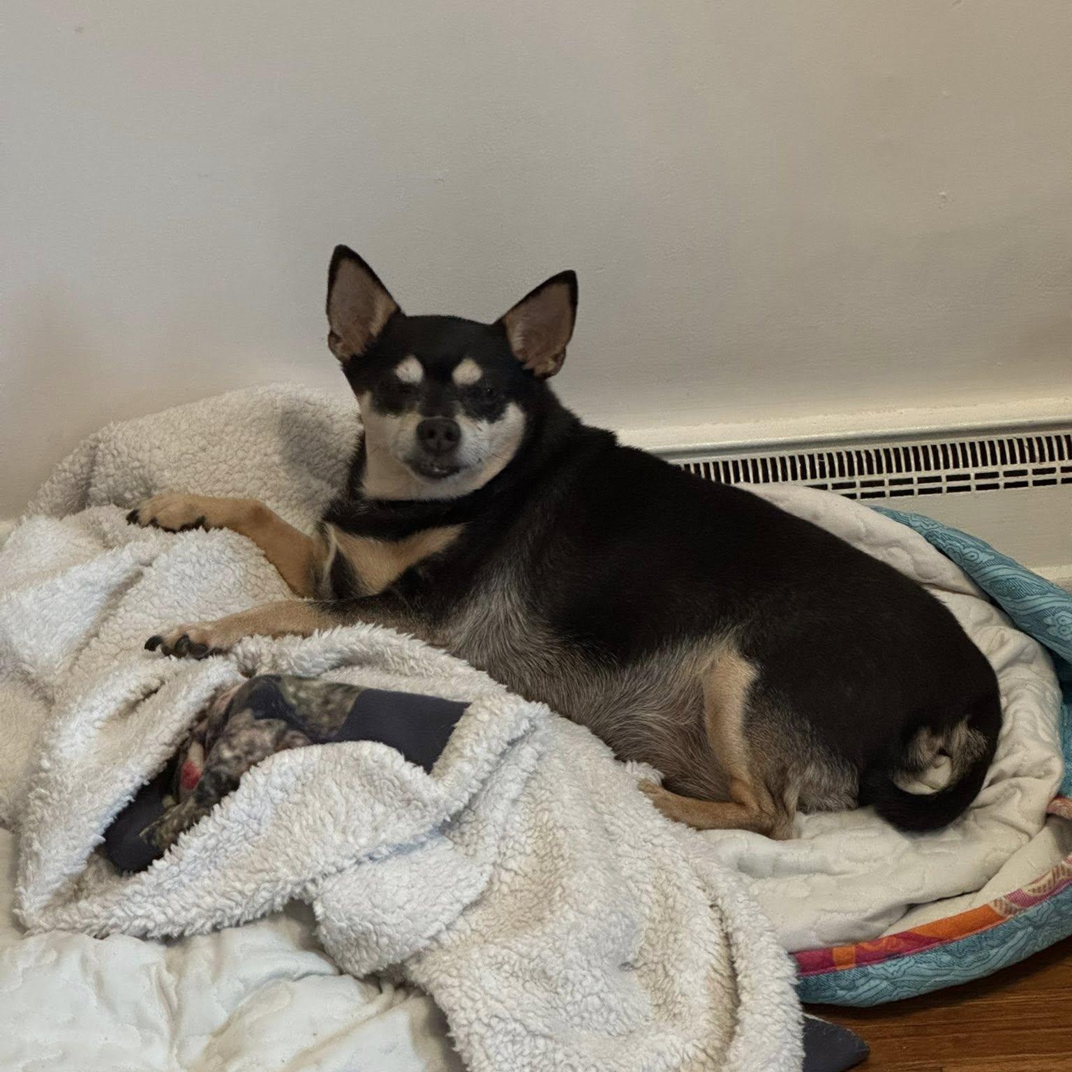 Pee Wee, a Adoptable Miniature Pinscher in Rockville, MD image 4/6