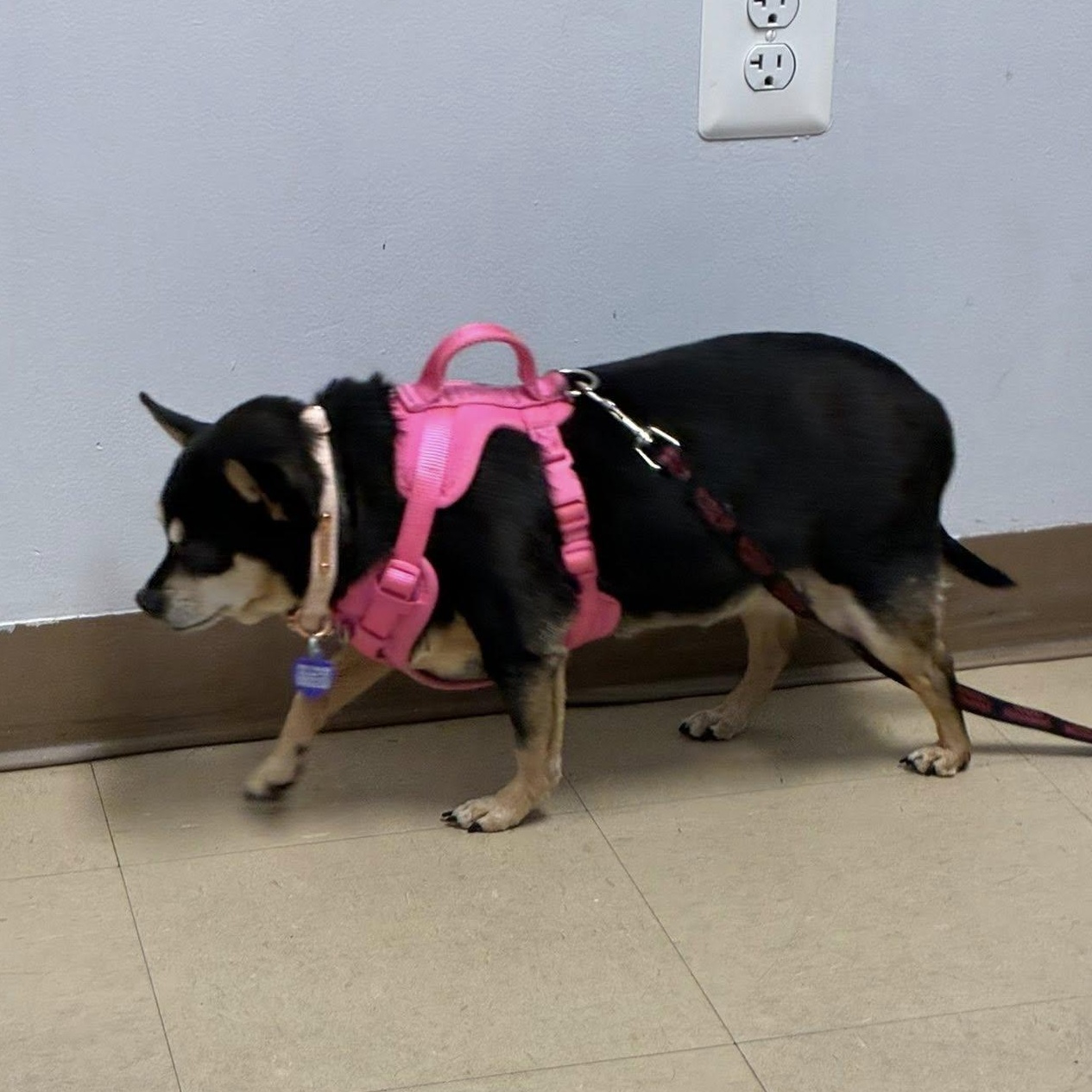 Pee Wee, a Adoptable Miniature Pinscher in Rockville, MD image 6/6