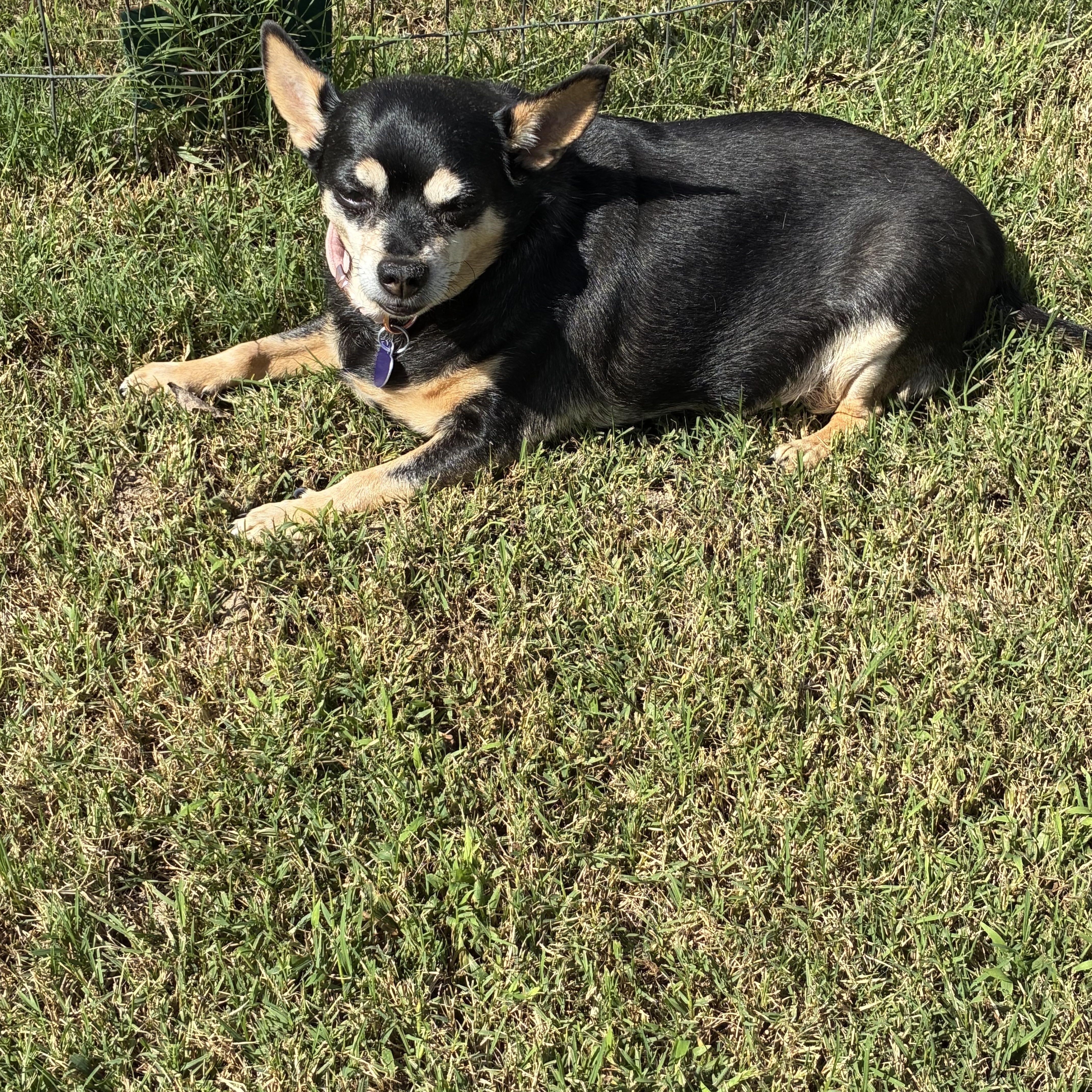 Pee Wee, a Adoptable Miniature Pinscher in Rockville, MD image 2/6
