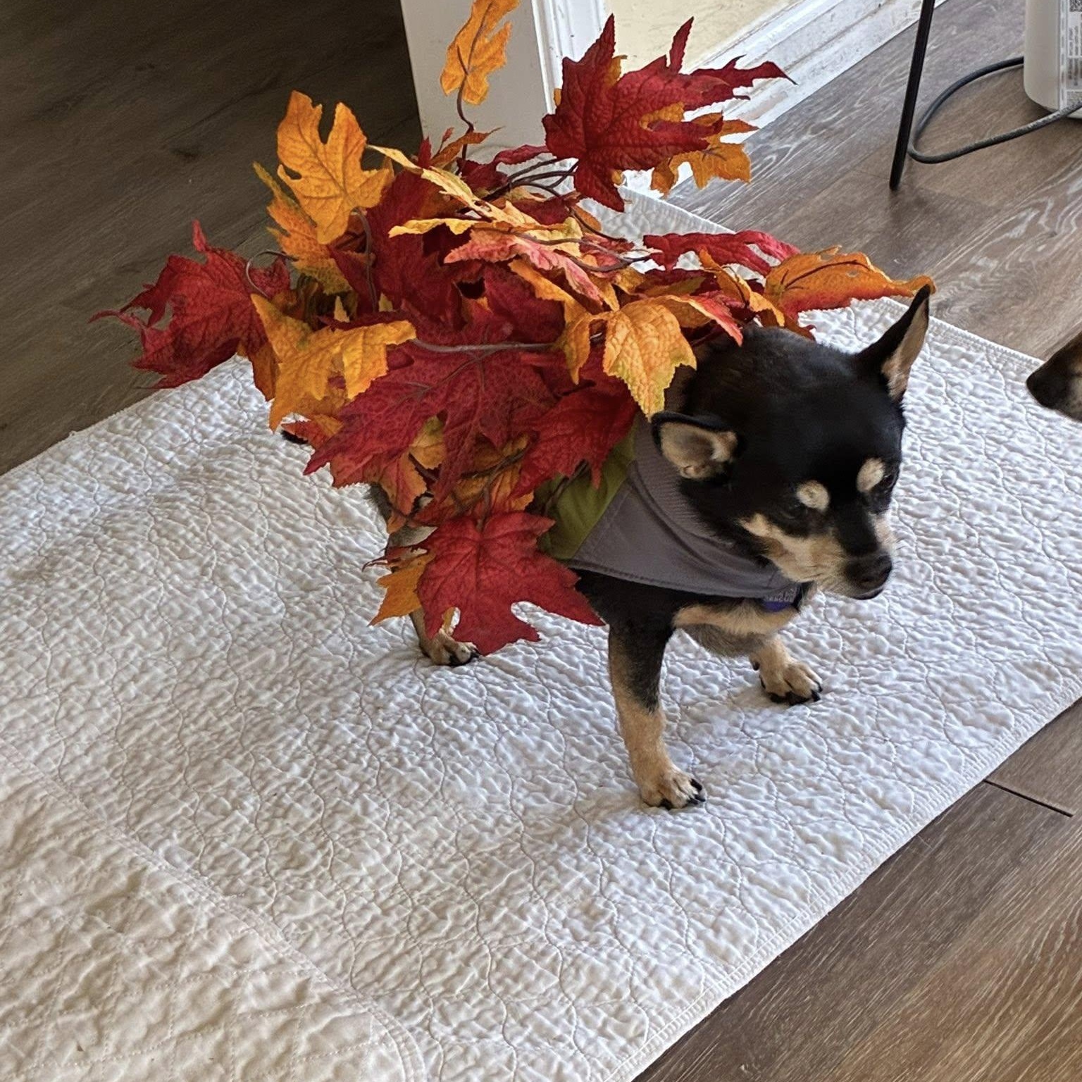 Pee Wee, a Adoptable Miniature Pinscher in Rockville, MD image 3/6