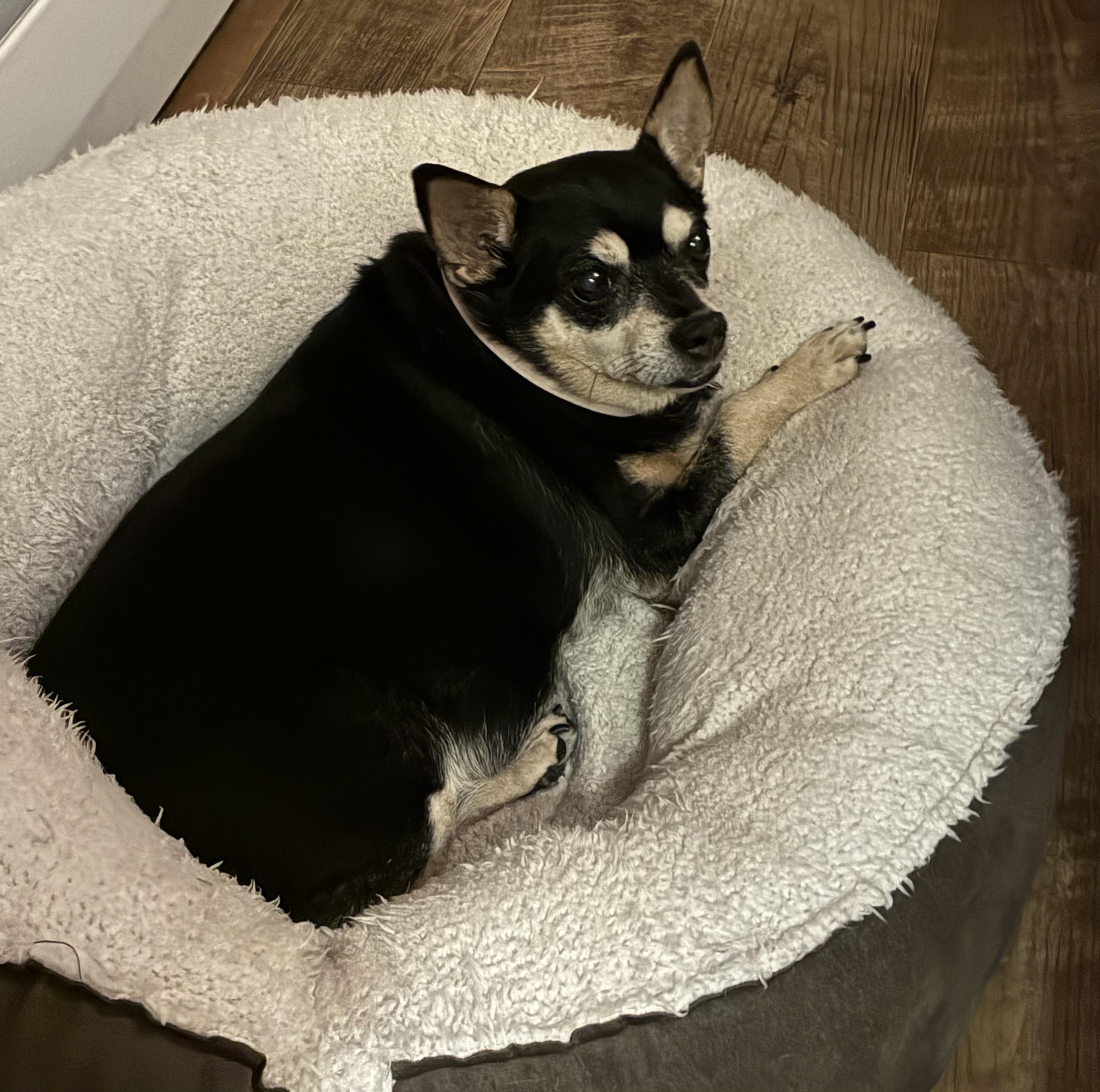 Pee Wee, a Adoptable Miniature Pinscher in Rockville, MD image 5/6