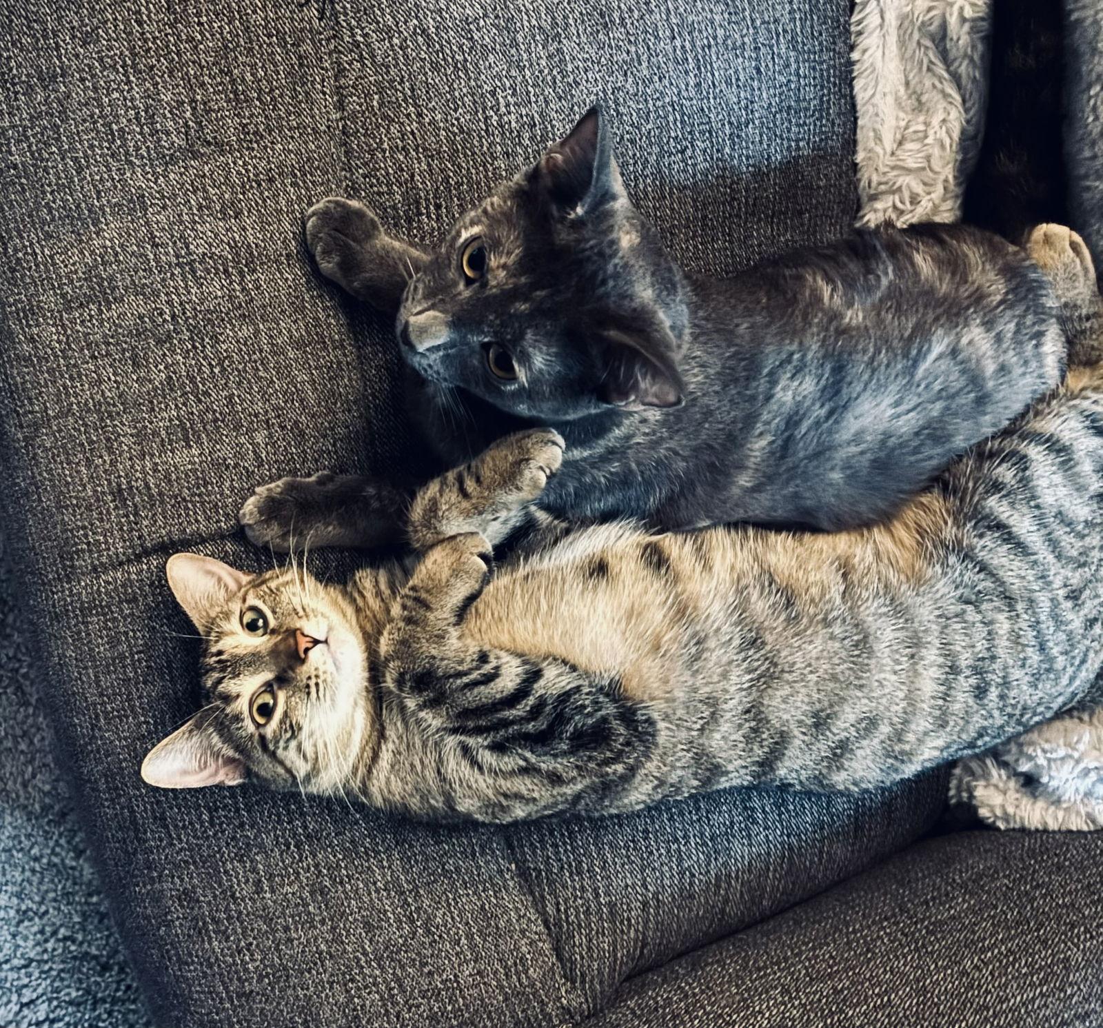 Kameko, Adoptable, Young Female Domestic Short Hair & Tortoiseshell.