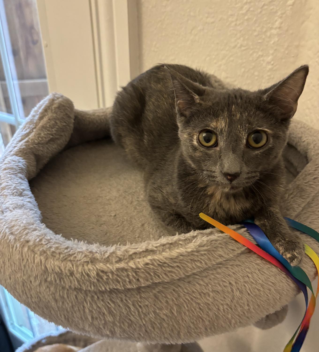 Kameko, Adoptable, Young Female Domestic Short Hair & Tortoiseshell.