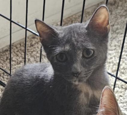 Kameko, a Adoptable mixed breed image 3/3