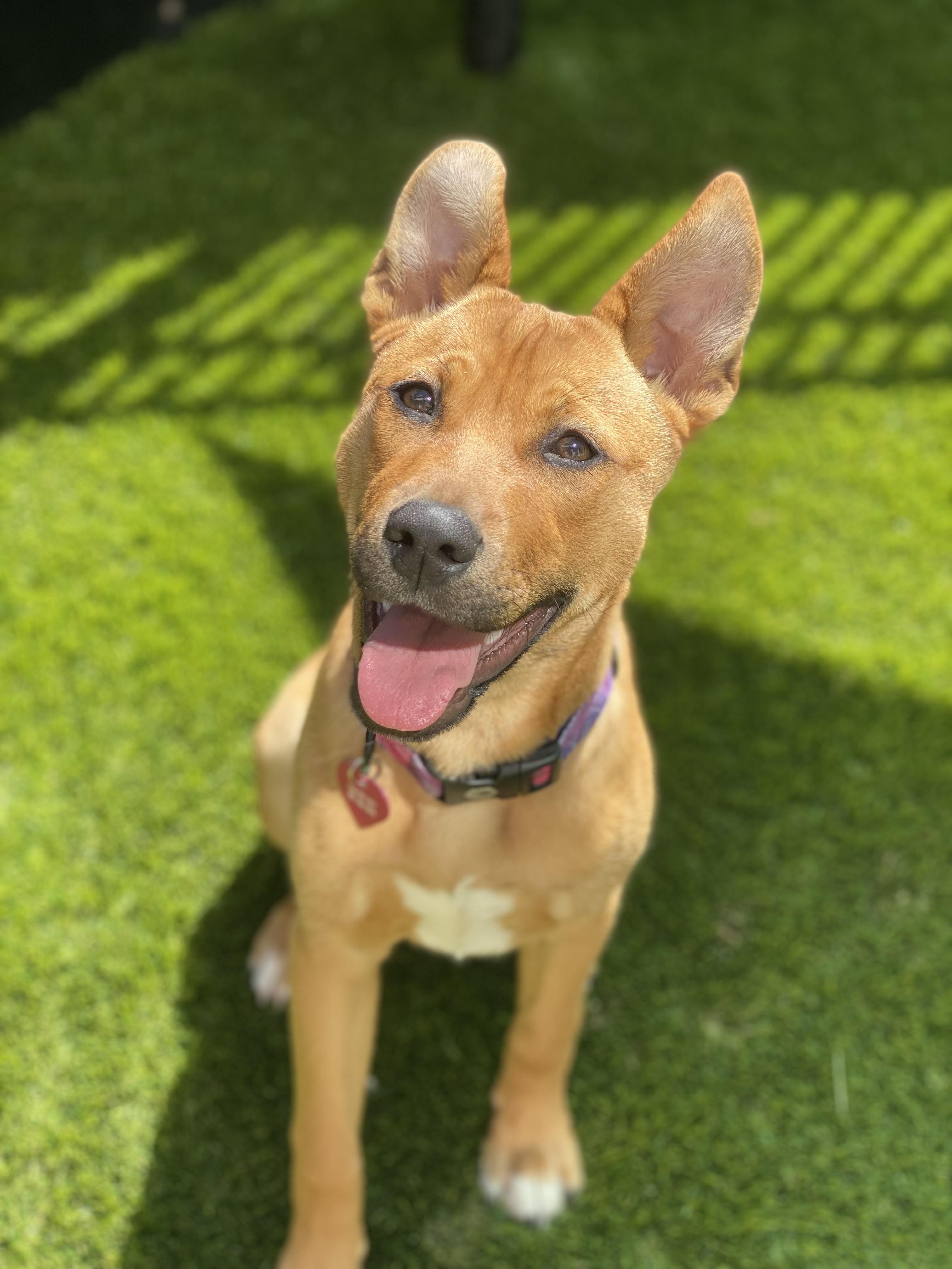 Waffles, Young Female Pit Bull Terrier