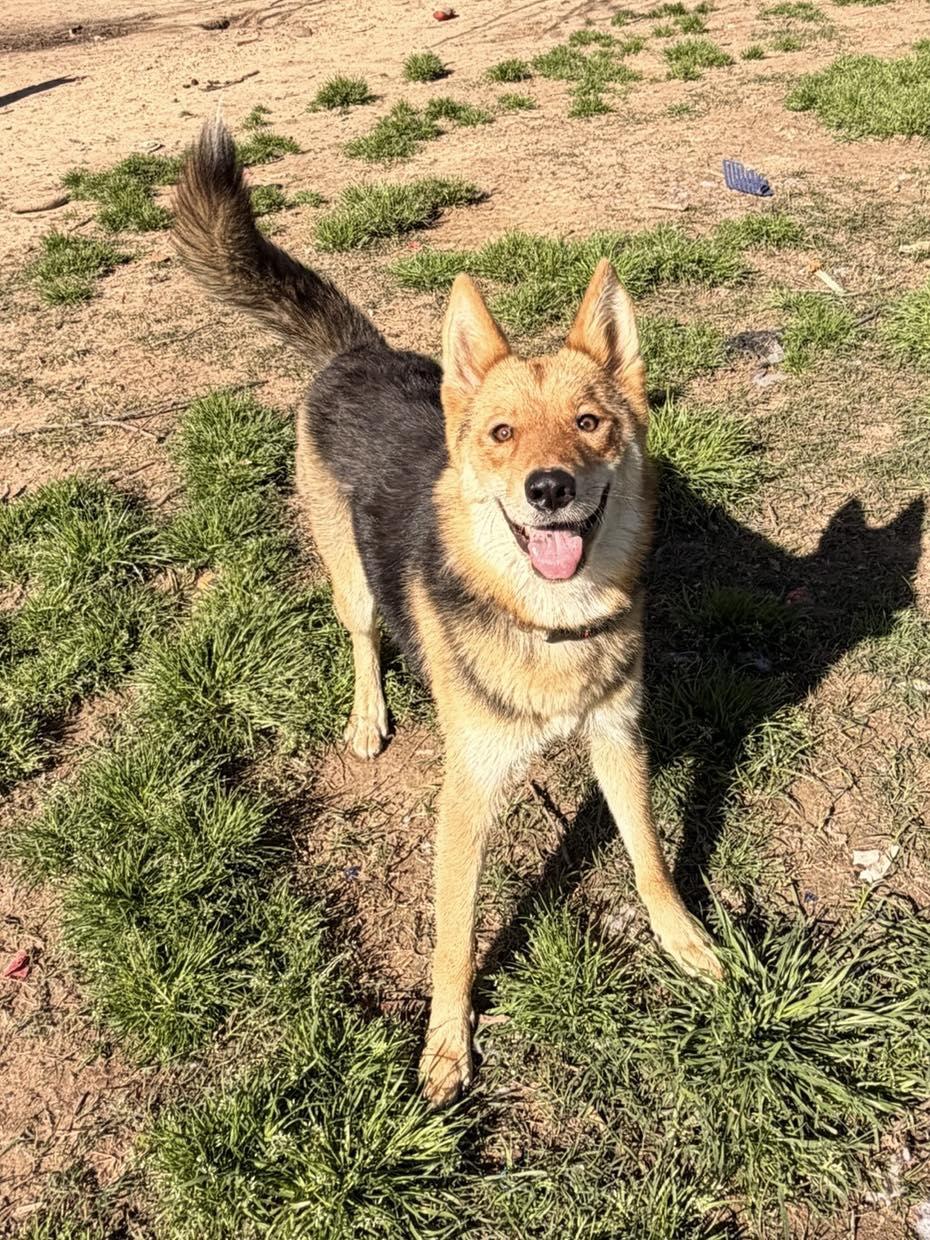 Enlarge Cayenne, a Adoptable mixed breed in Fairfax, VA image 3/6