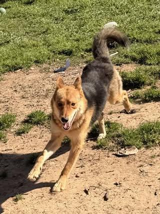 Enlarge Cayenne, a Adoptable mixed breed in Fairfax, VA image 4/6