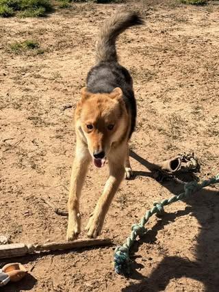 Enlarge Cayenne, a Adoptable mixed breed in Fairfax, VA image 2/6