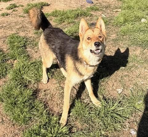 Enlarge Cayenne, a Adoptable mixed breed in Fairfax, VA image 1/6