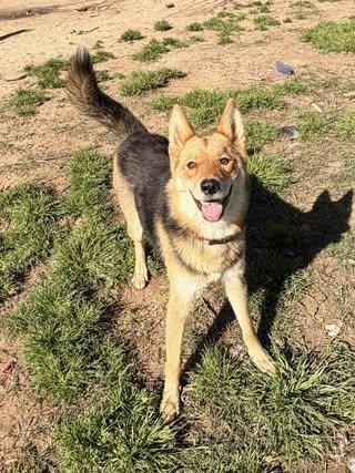Enlarge Cayenne, a Adoptable mixed breed in Fairfax, VA image 5/6