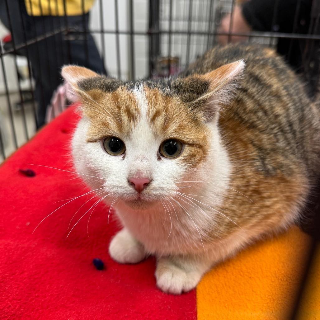 Enlarge Lizzie, a Adoptable Domestic Short Hair in Redwood Falls, MN image 1/1