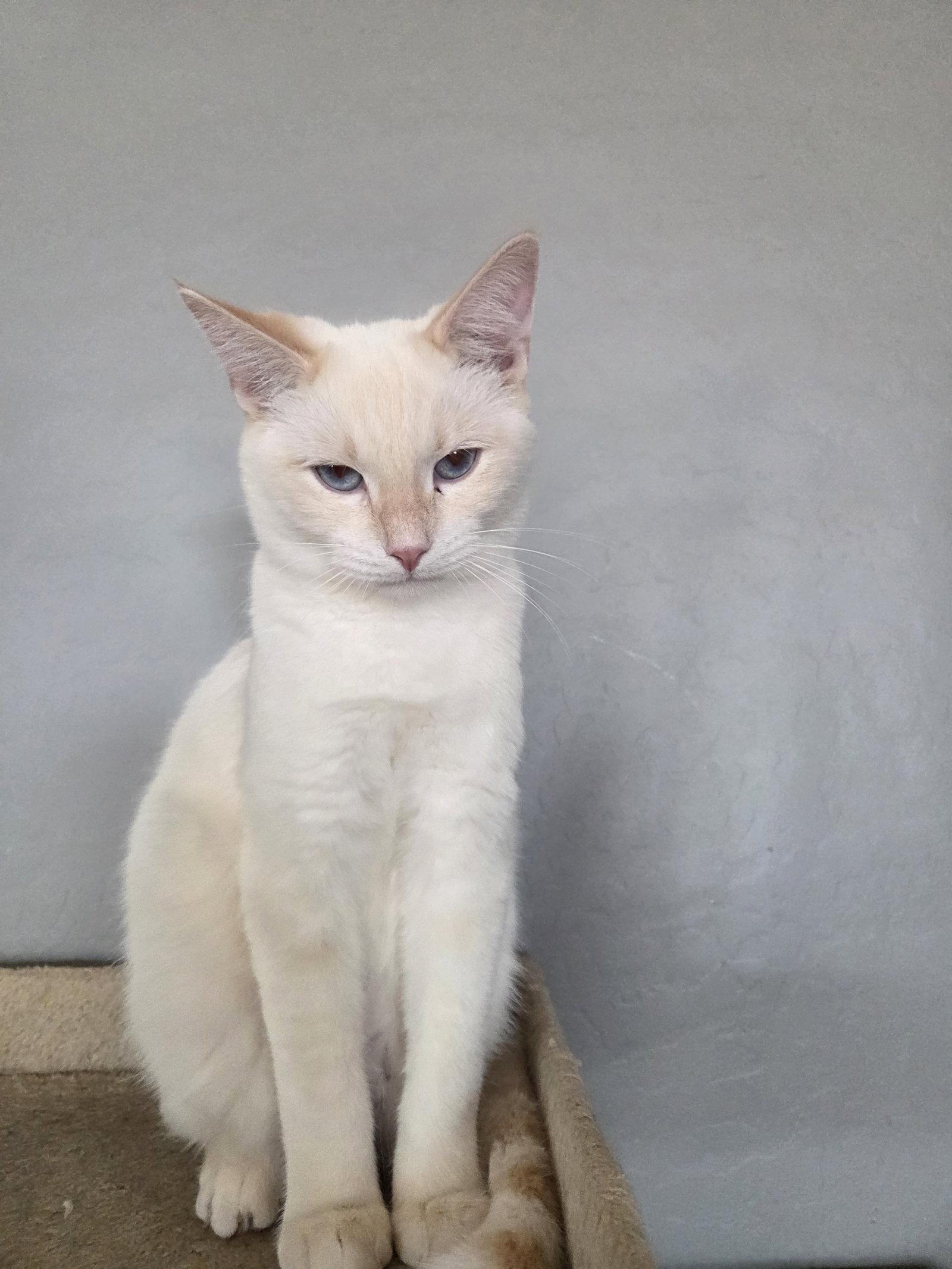Baker, a Adopted mixed breed in Glendale, AZ image 2/3