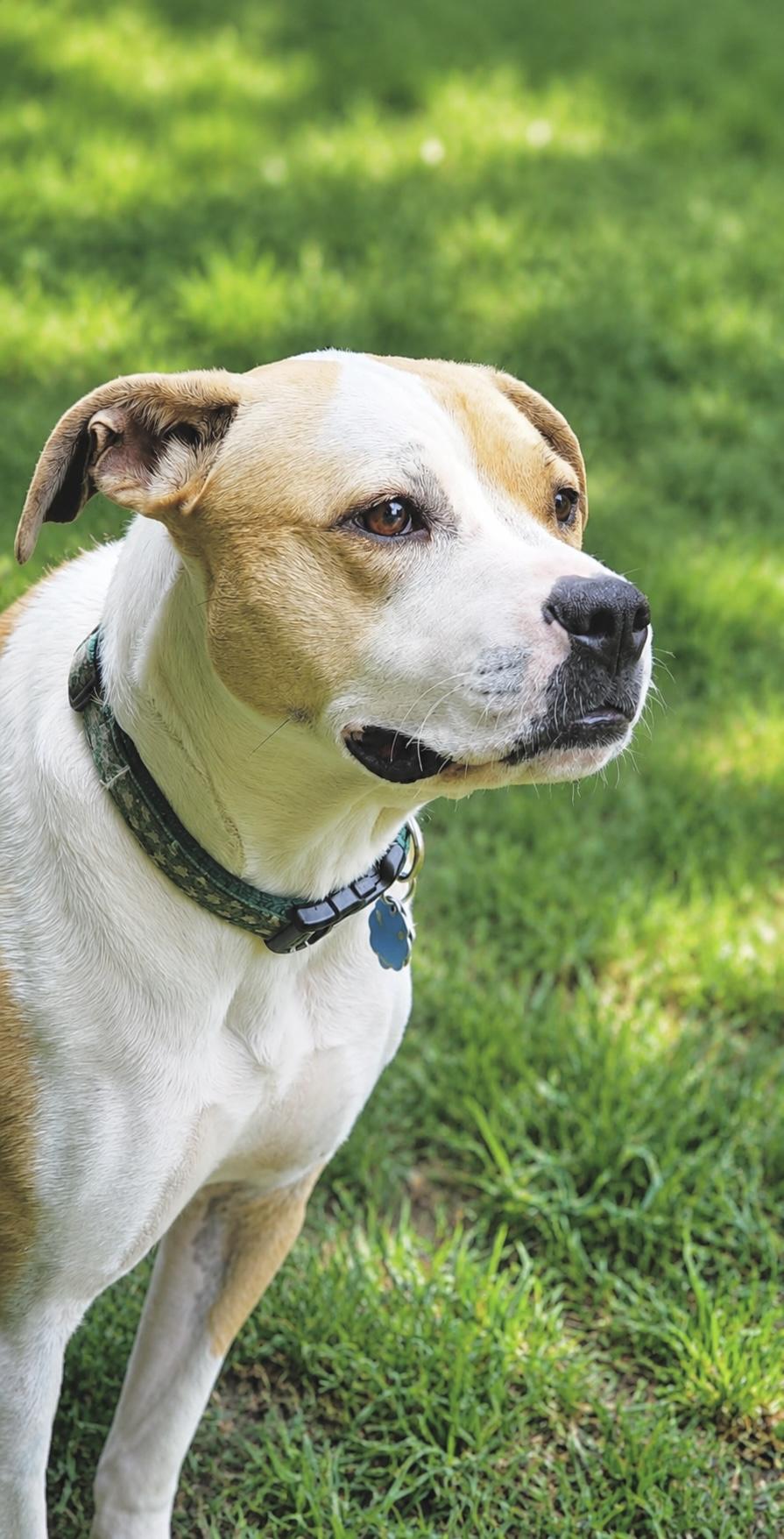 Irish, a Adoptable mixed breed in Huntingtown, MD image 3/6