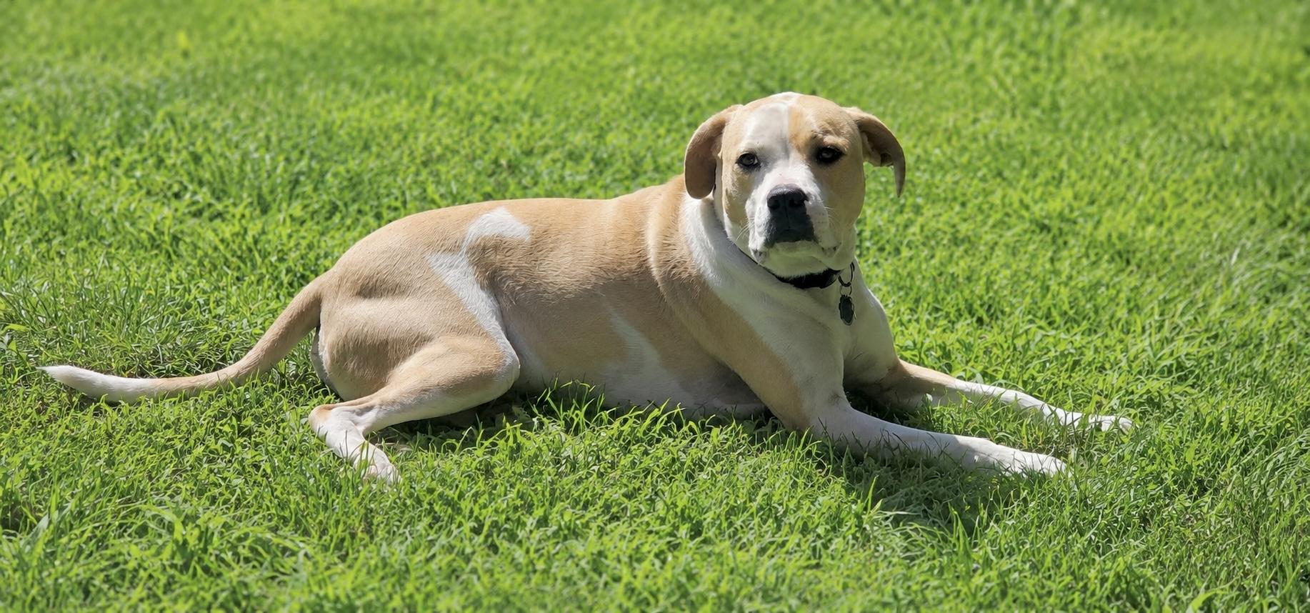 Irish, a Adoptable mixed breed in Huntingtown, MD image 2/6