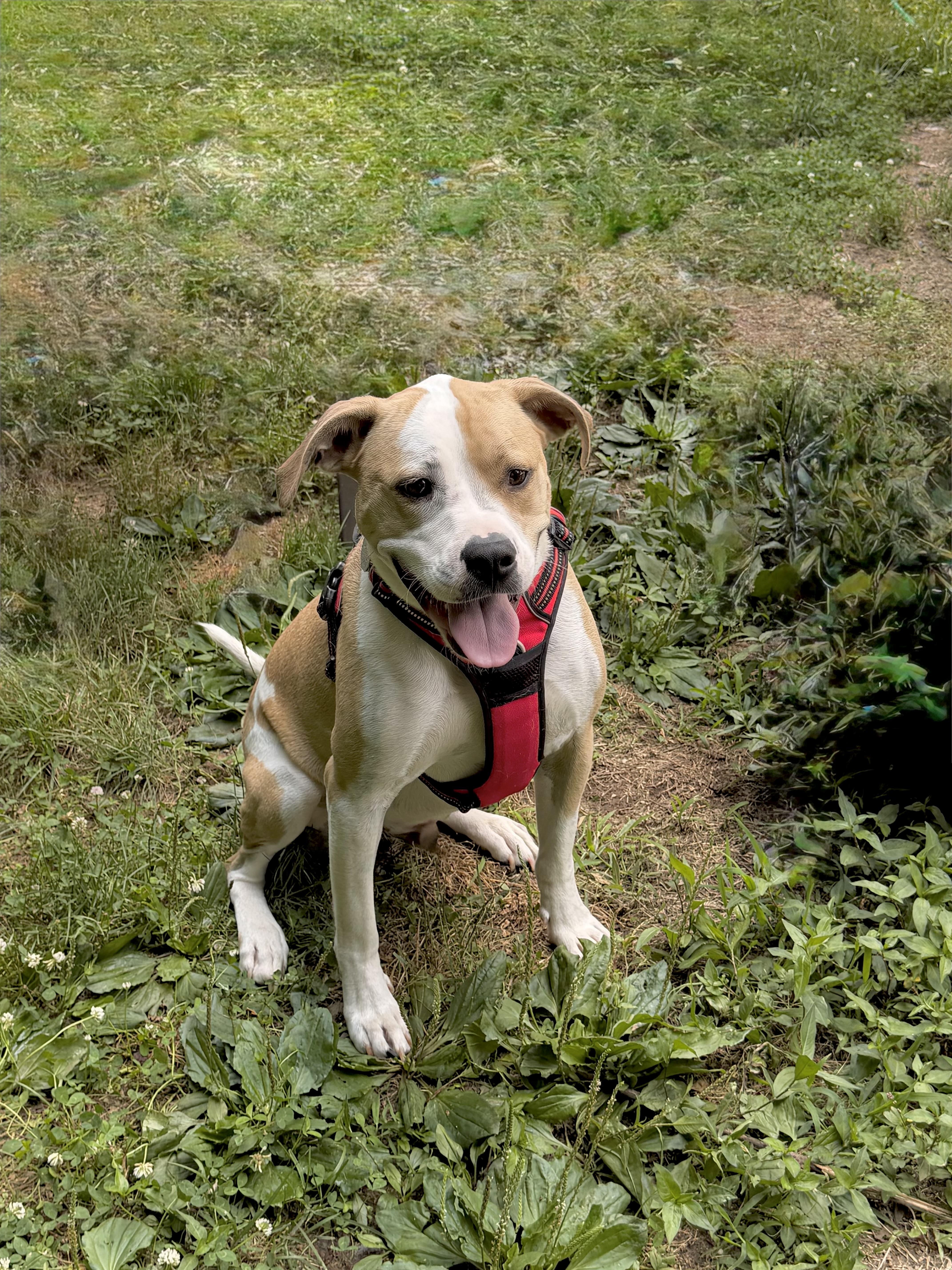 Irish, a Adoptable mixed breed in Huntingtown, MD image 1/6