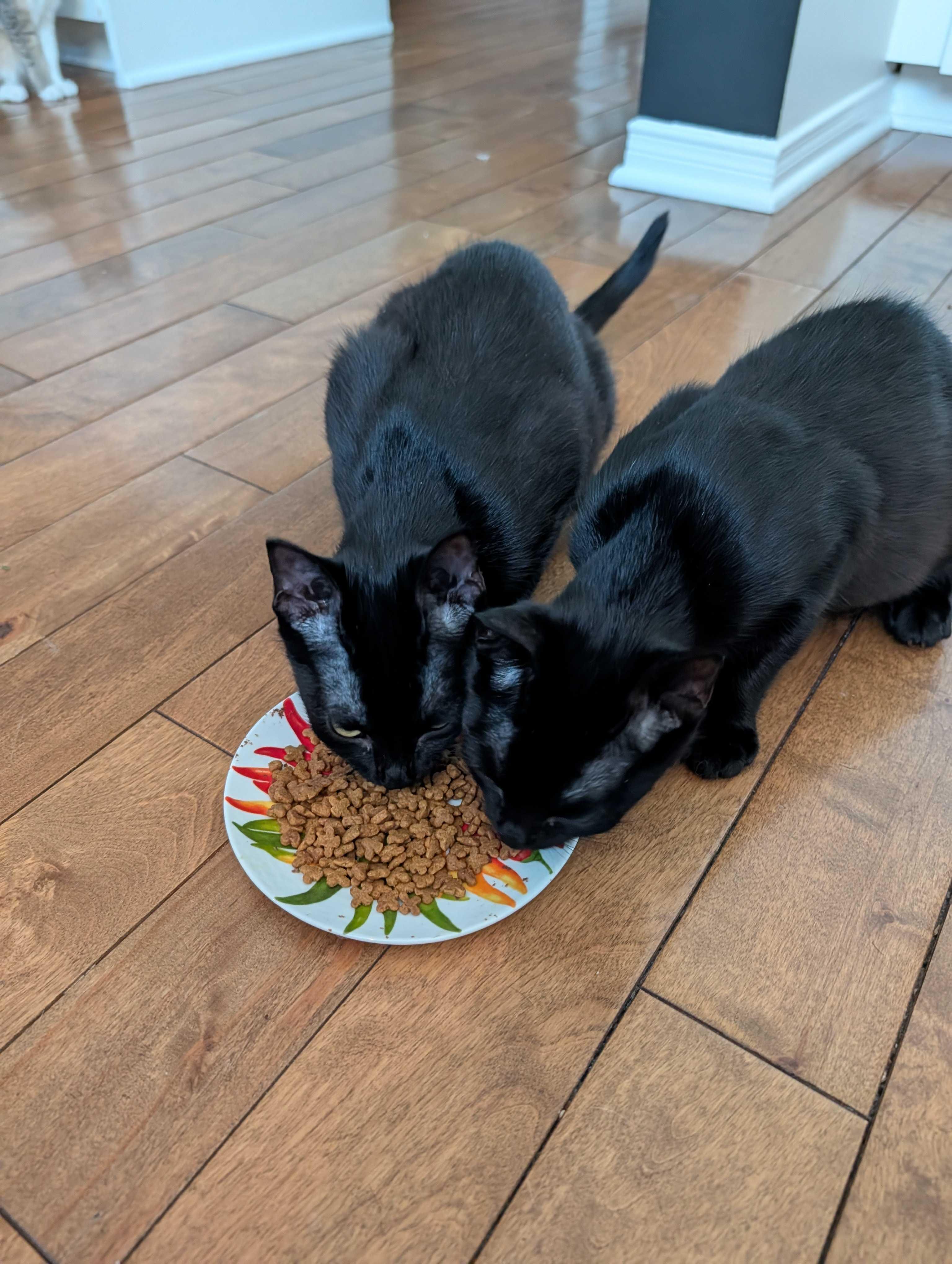Enlarge Luna & Puddles, a ADOPTABLE Domestic Short Hair in Wakefield, QC image 6/6