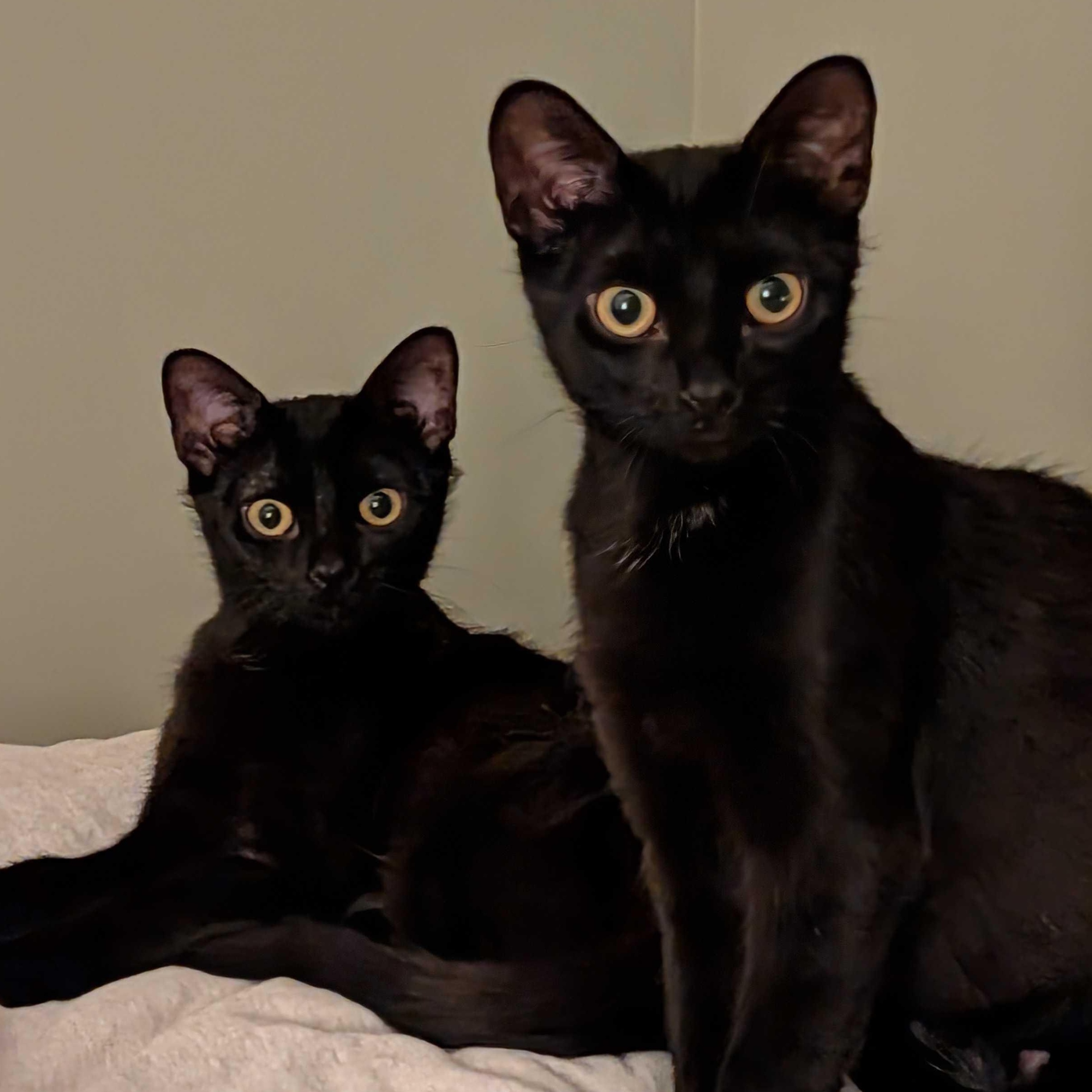 Enlarge Luna & Puddles, a ADOPTABLE Domestic Short Hair in Wakefield, QC image 3/6