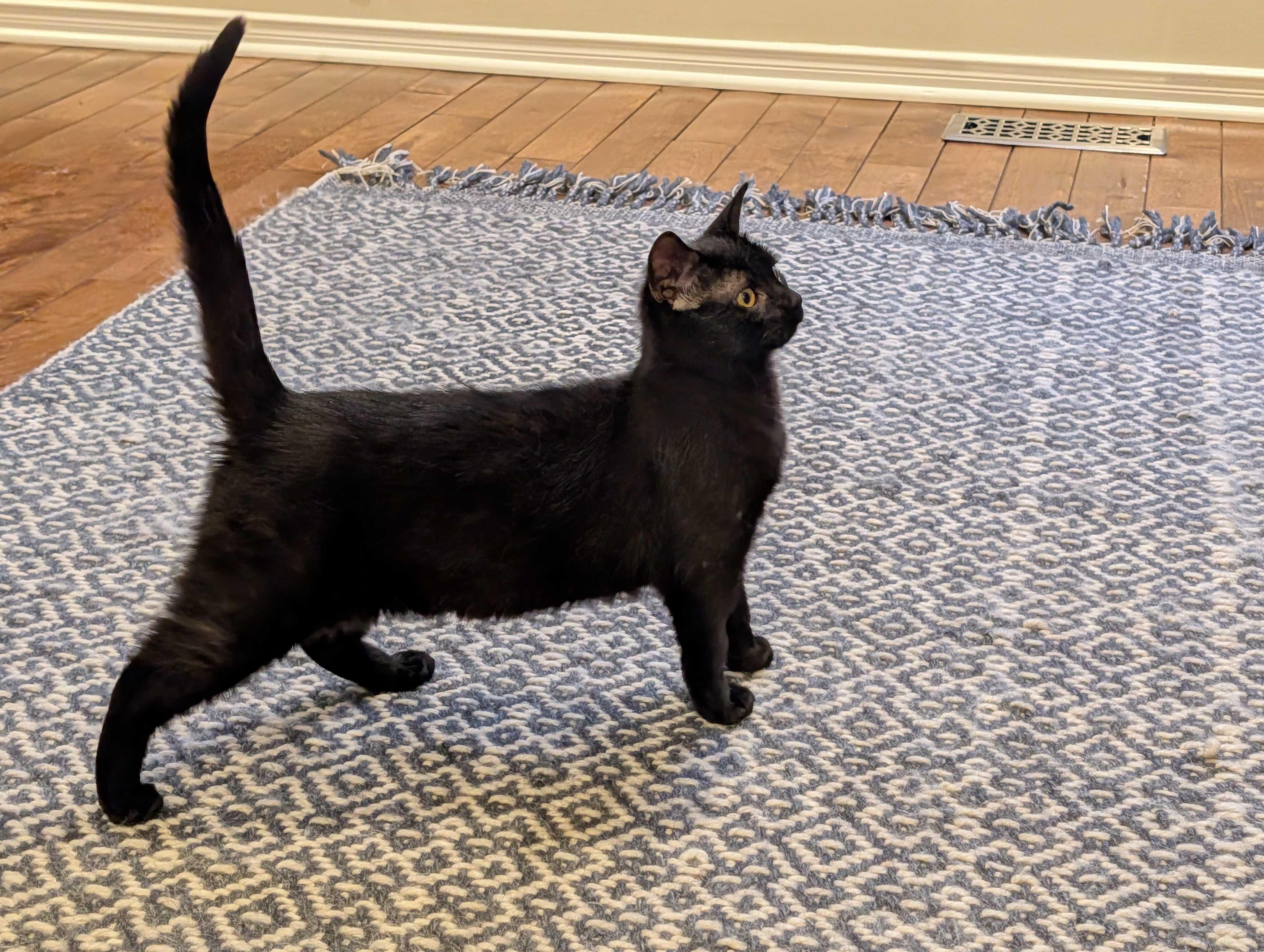 Enlarge Luna & Puddles, a ADOPTABLE Domestic Short Hair in Wakefield, QC image 5/6