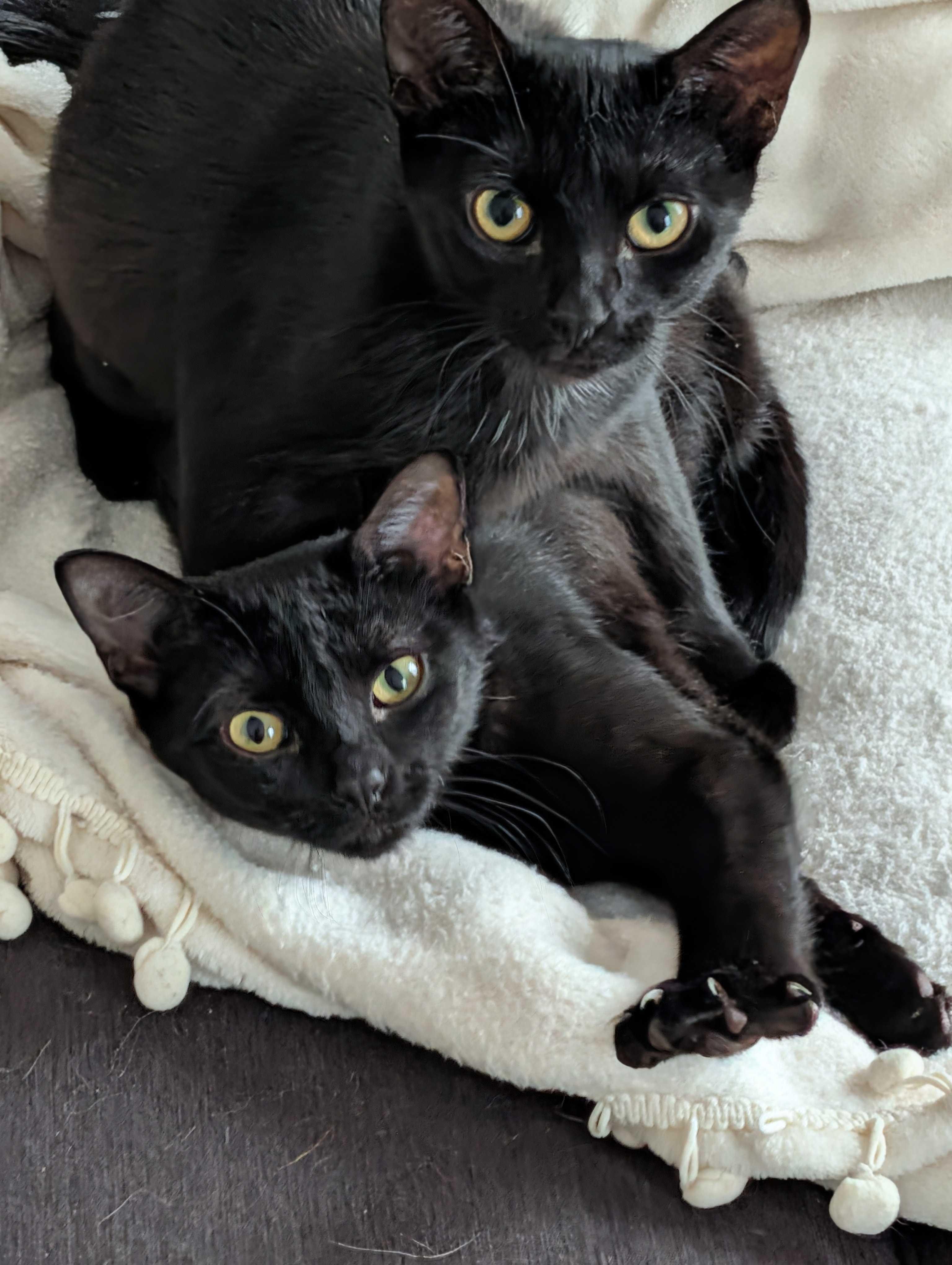 Enlarge Luna & Puddles, a ADOPTABLE Domestic Short Hair in Wakefield, QC image 1/6