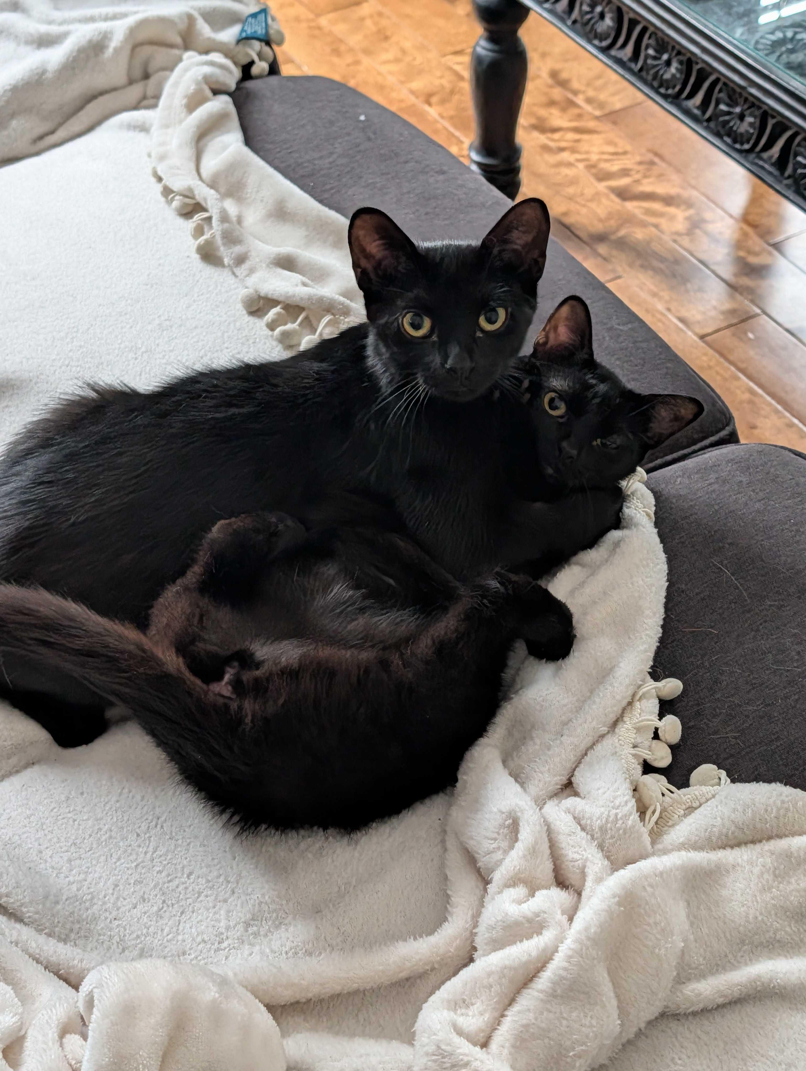 Enlarge Luna & Puddles, a ADOPTABLE Domestic Short Hair in Wakefield, QC image 2/6