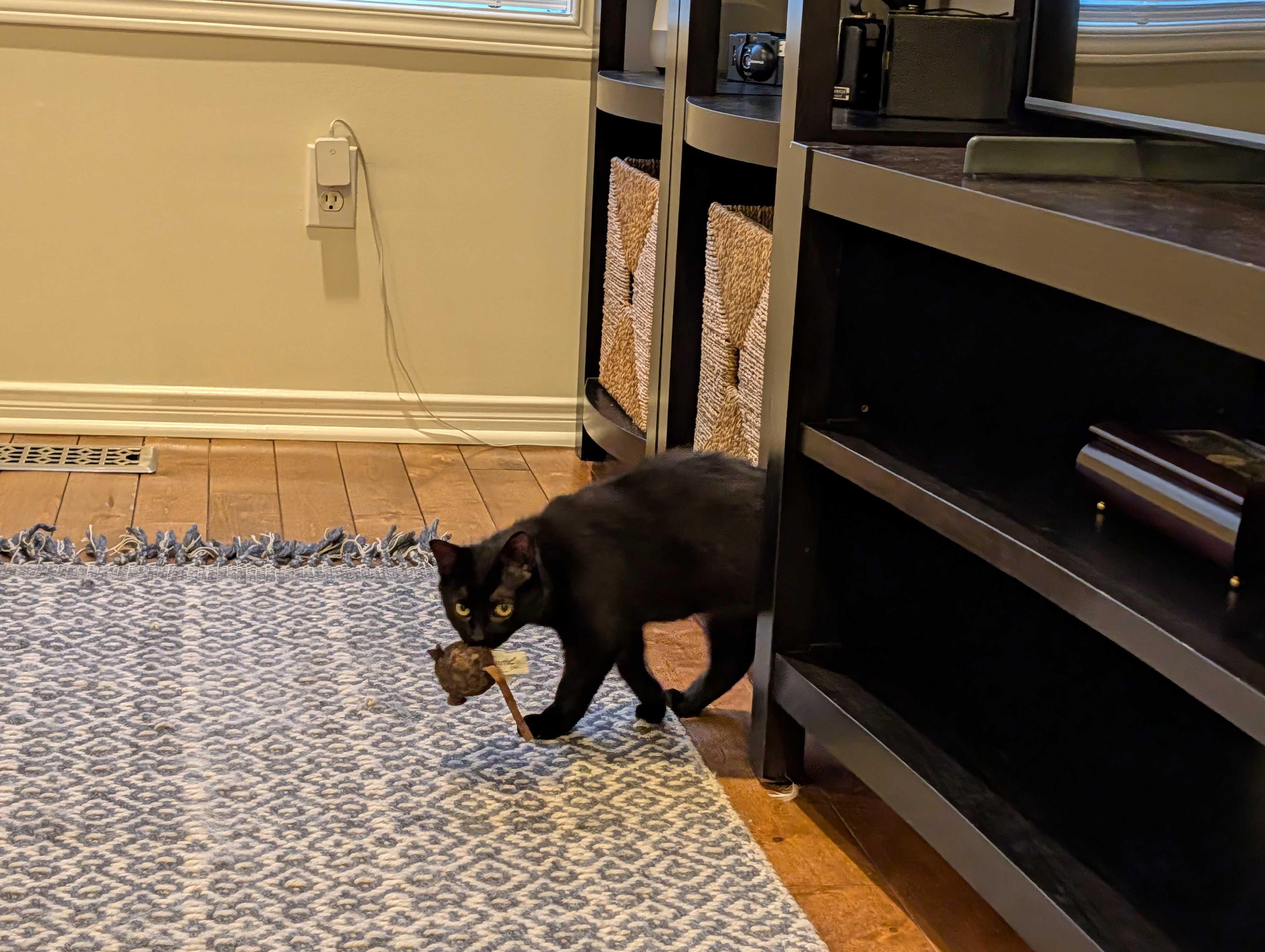 Enlarge Luna & Puddles, a ADOPTABLE Domestic Short Hair in Wakefield, QC image 3/6