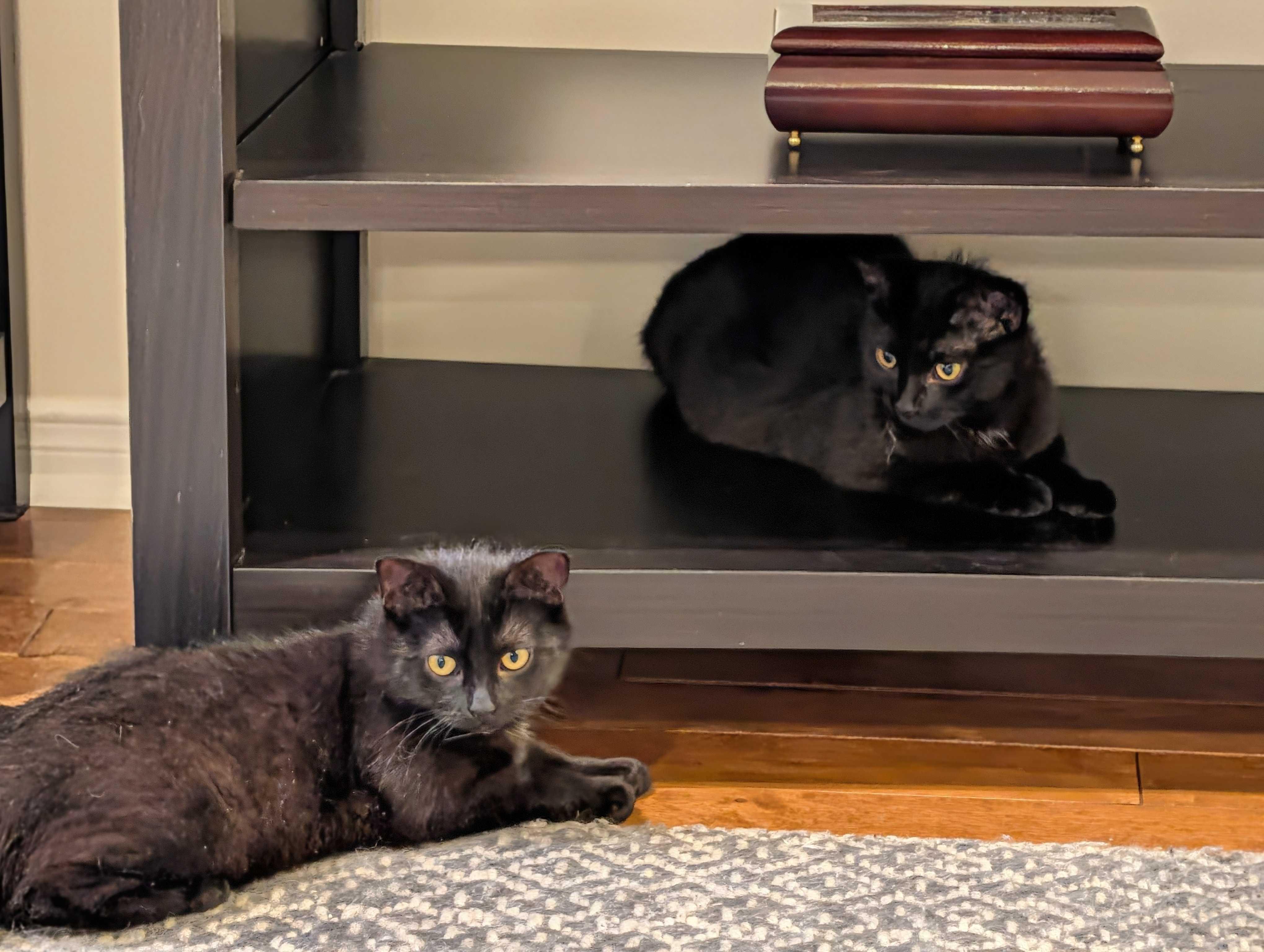 Enlarge Luna & Puddles, a ADOPTABLE Domestic Short Hair in Wakefield, QC image 2/6