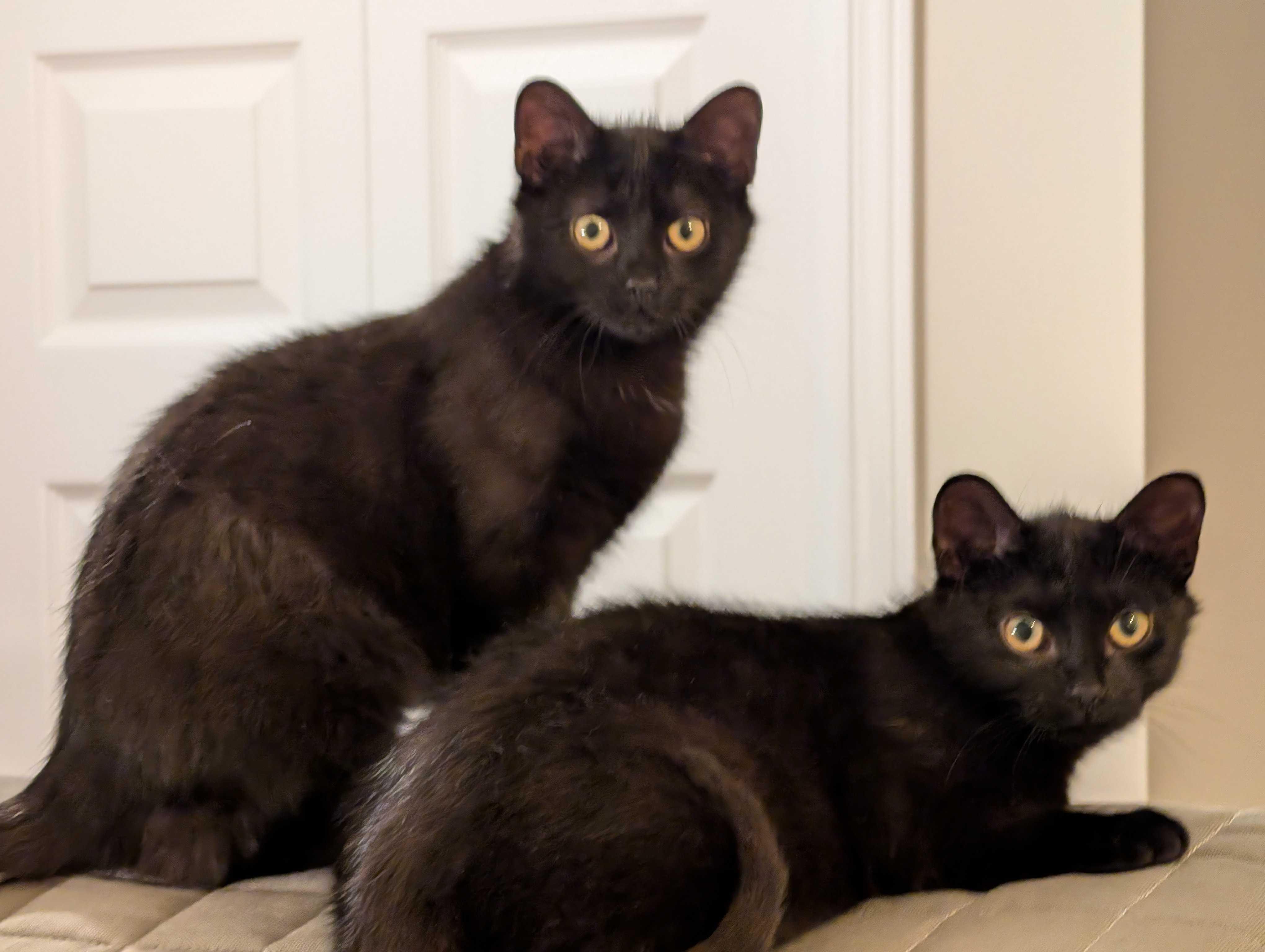 Enlarge Luna & Puddles, a ADOPTABLE Domestic Short Hair in Wakefield, QC image 4/6