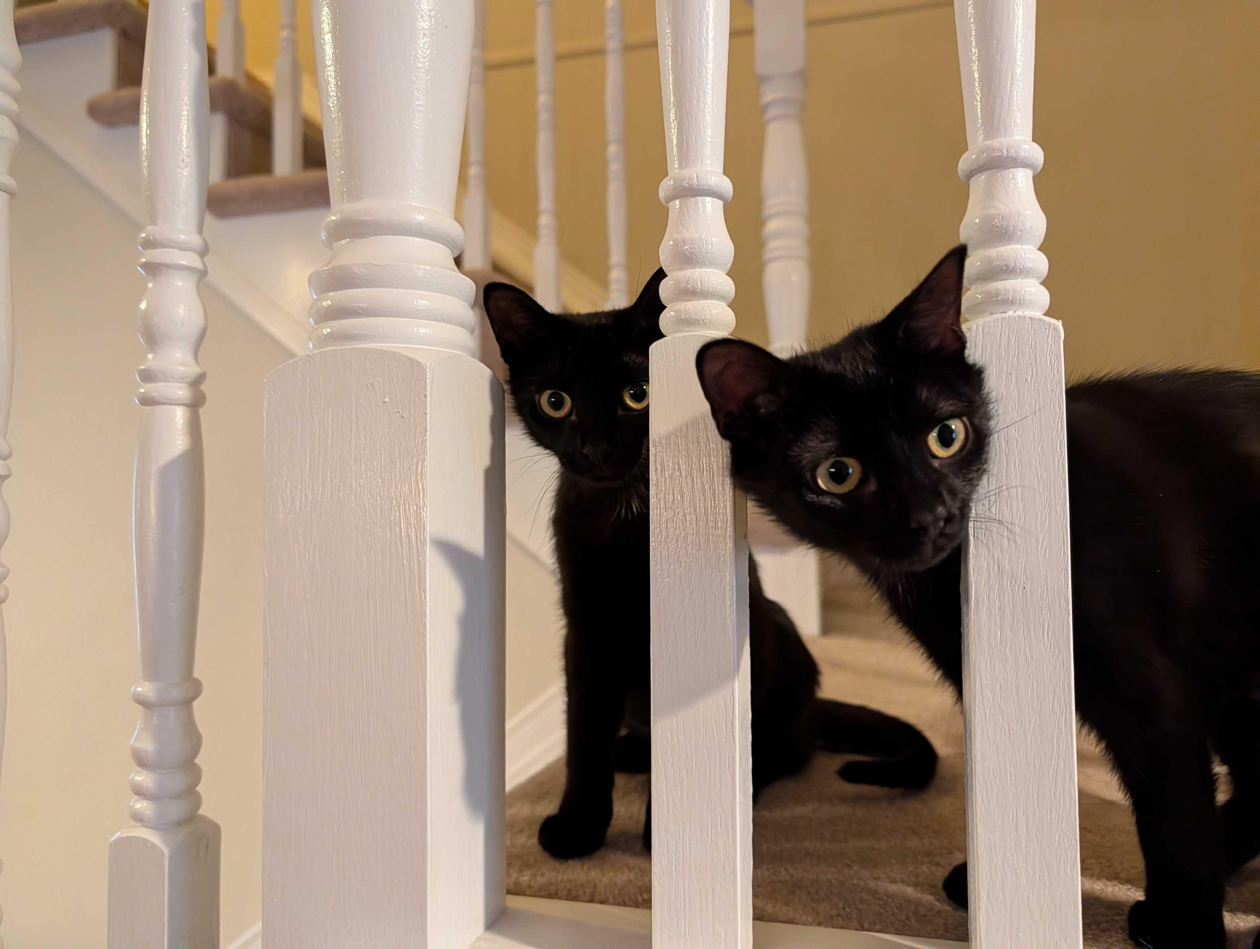 Enlarge Luna & Puddles, a ADOPTABLE Domestic Short Hair in Wakefield, QC image 5/6