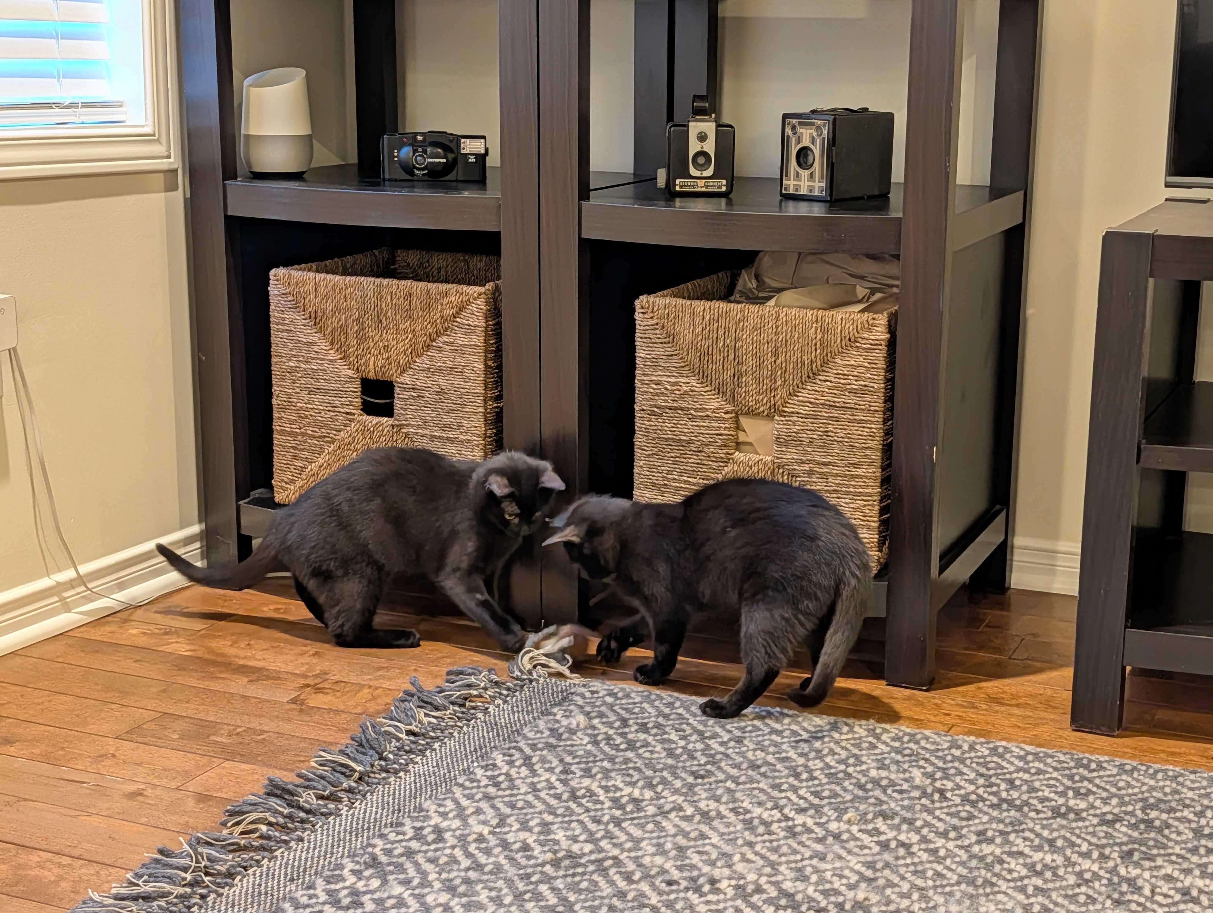 Luna & Puddles, ADOPTABLE, Young Female Domestic Short Hair.