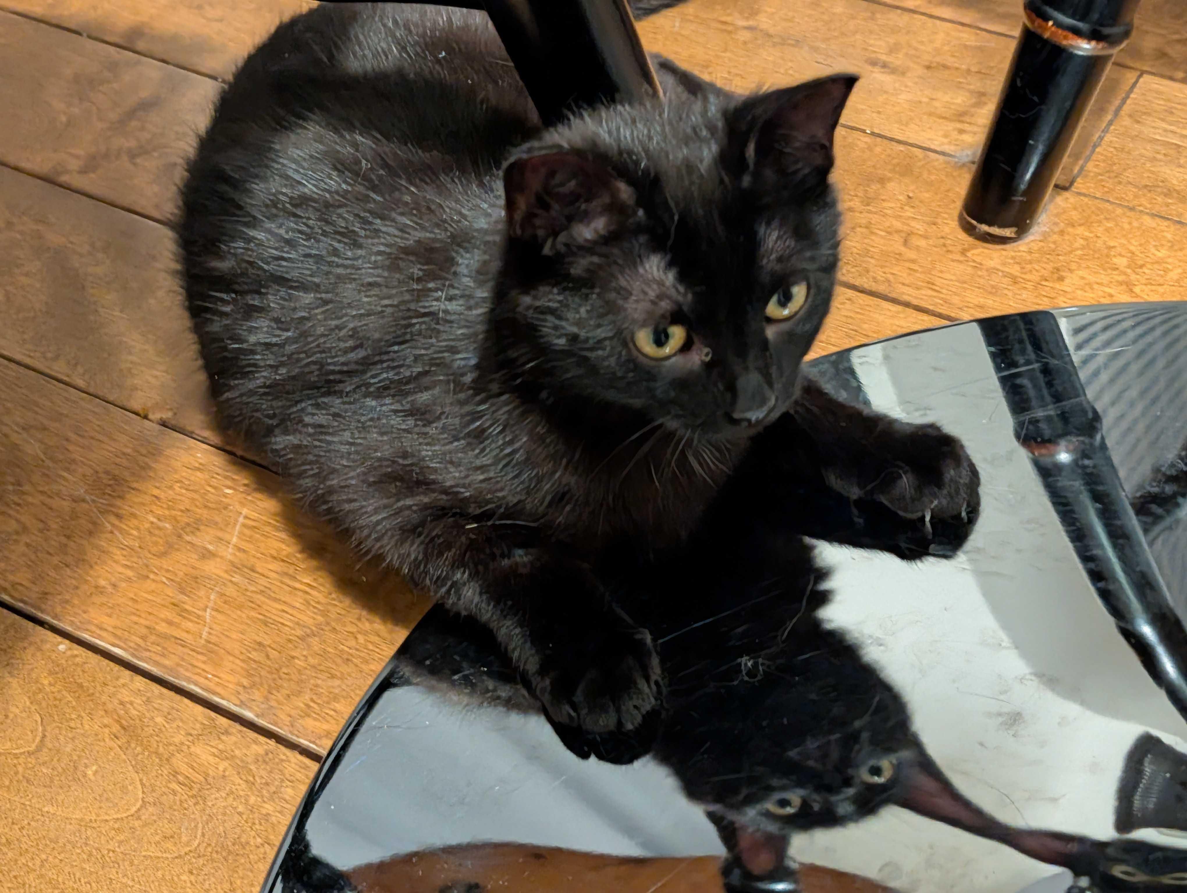 Enlarge Luna & Puddles, a ADOPTABLE Domestic Short Hair in Wakefield, QC image 6/6