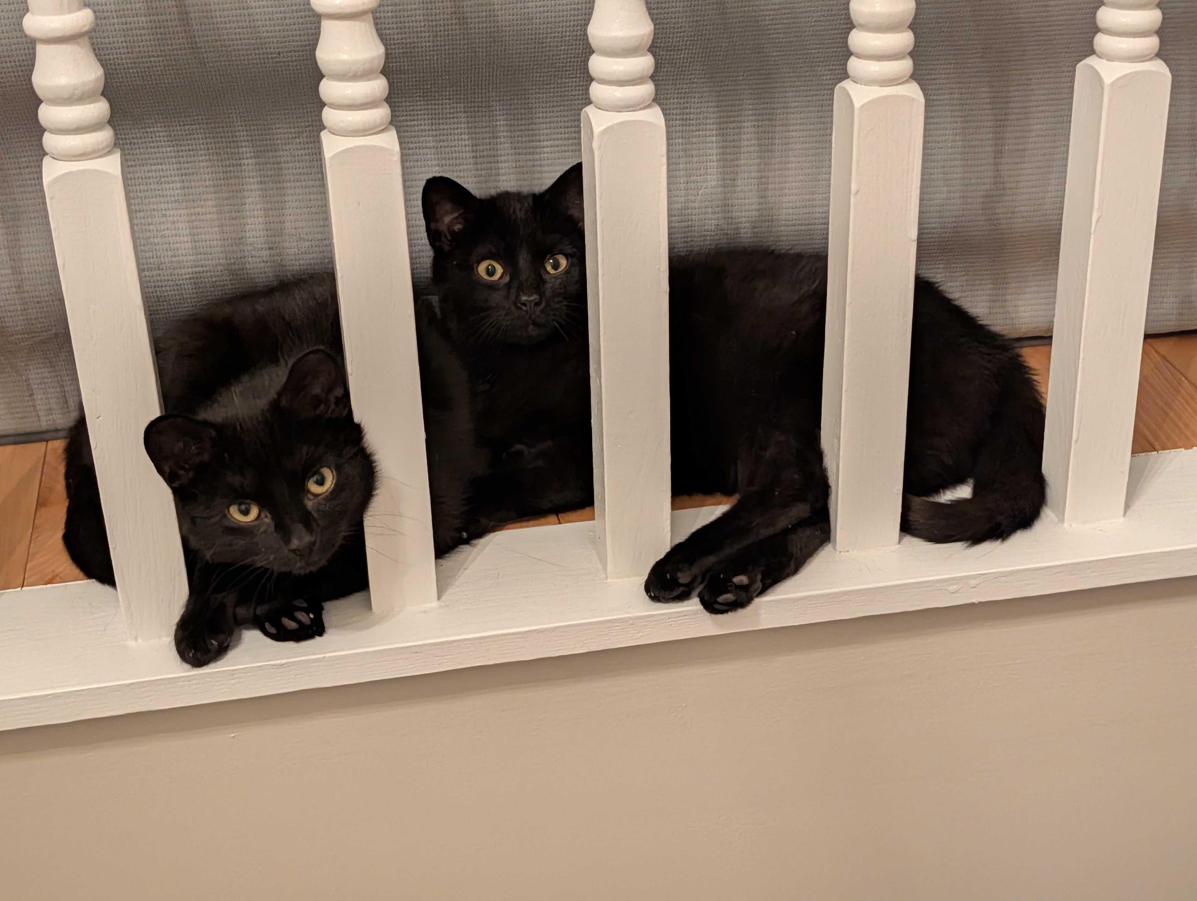 Enlarge Luna & Puddles, a ADOPTABLE Domestic Short Hair in Wakefield, QC image 4/6