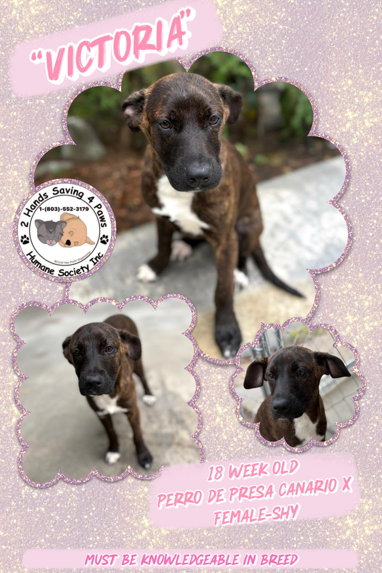 Victoria , Adoptable, Young Female Presa Canario.