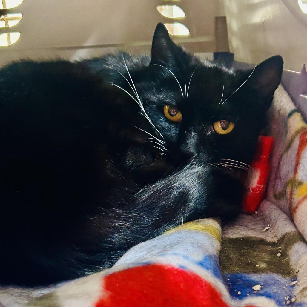 Thelma, Adoptable, Adult Female Domestic Short Hair.