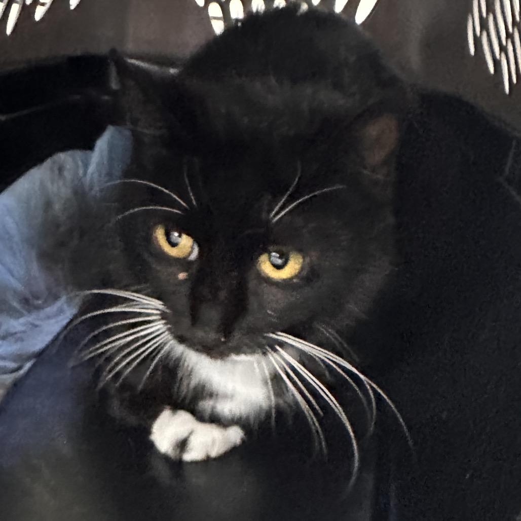 Enlarge Thelma, a Adoptable Domestic Short Hair in East Smithfield , PA image 2/4