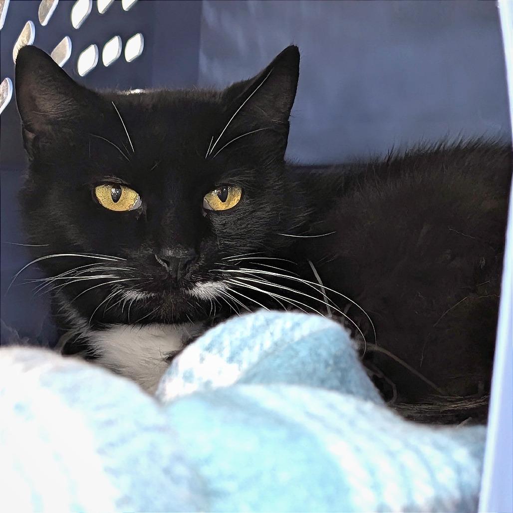 Enlarge Thelma, a Adoptable Domestic Short Hair in East Smithfield , PA image 3/4