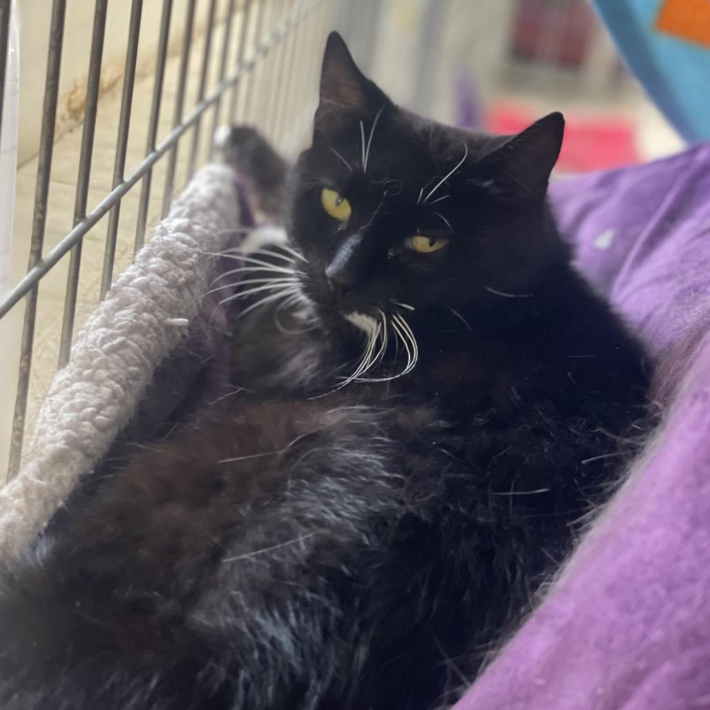Enlarge Thelma, a Adoptable Domestic Short Hair in East Smithfield , PA image 4/4