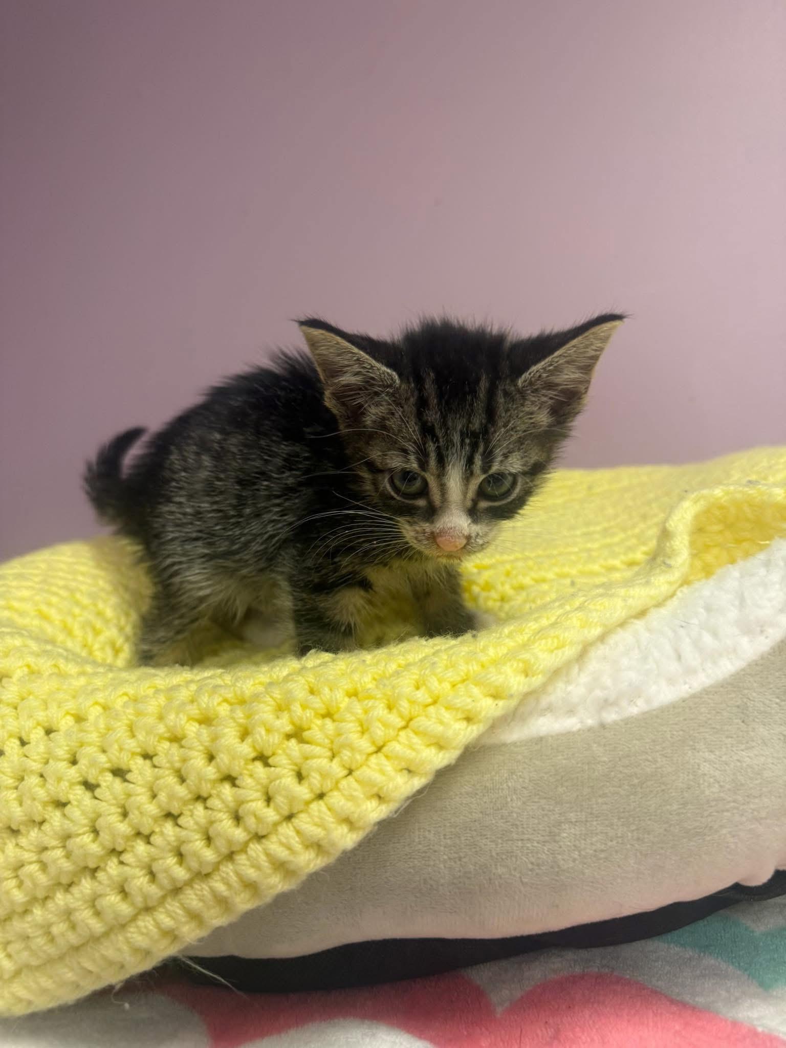Donkey, ADOPTABLE, Young Male Domestic Short Hair.