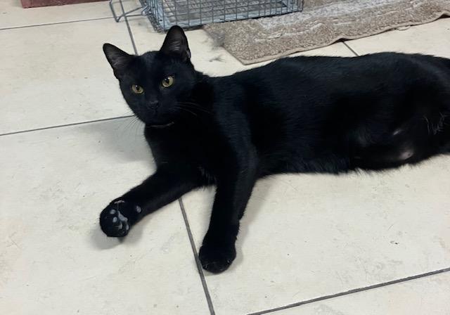 Enlarge Ranger, a ADOPTABLE Domestic Short Hair in Shippensburg, PA image 3/3