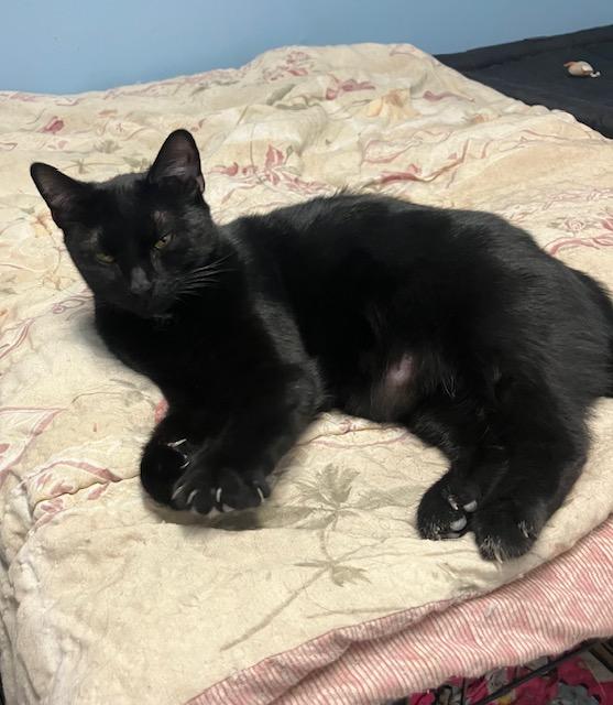 Enlarge Ranger, a ADOPTABLE Domestic Short Hair in Shippensburg, PA image 1/3